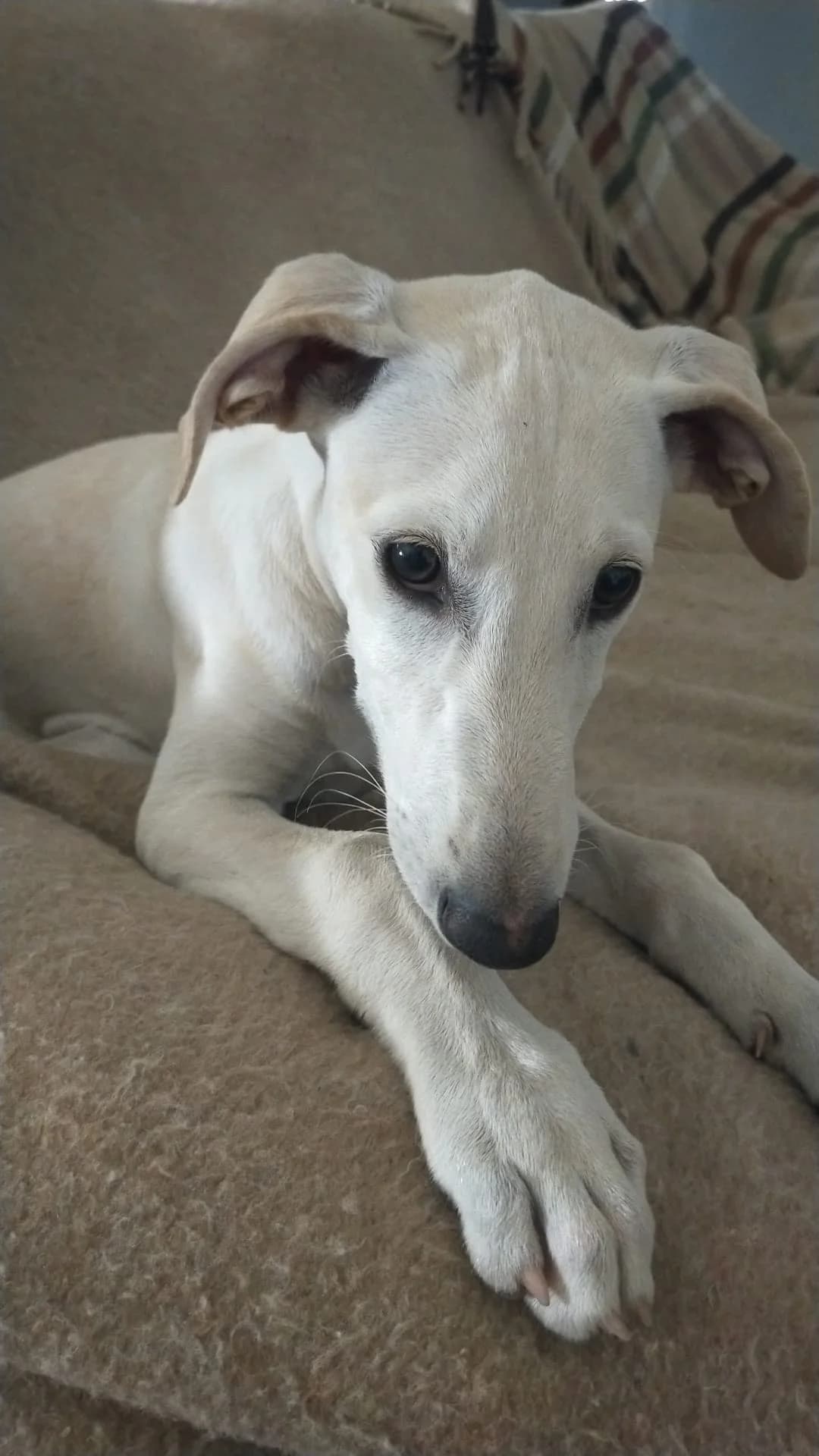 Bulma,  Galgo Español for adoption at Stichting Hobodogs
