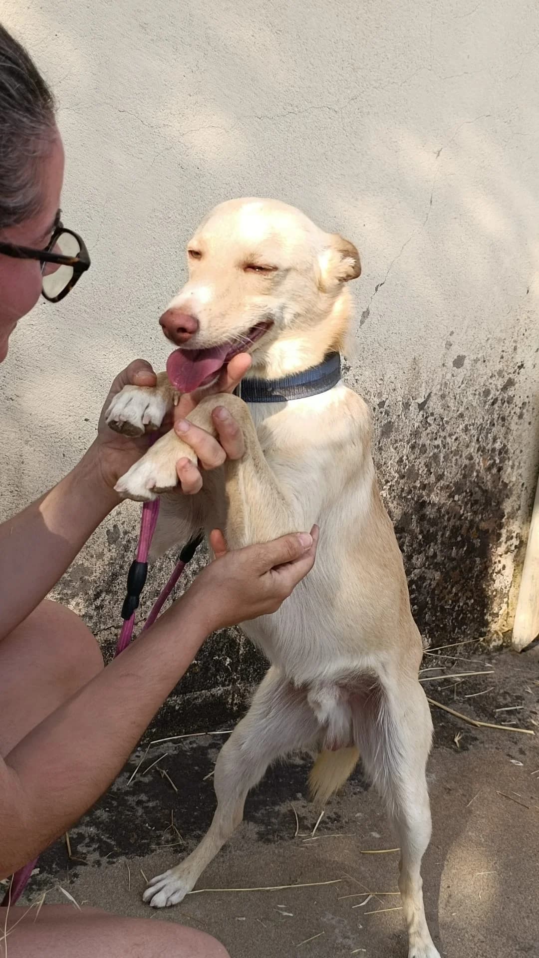 Lolo, male mixed breed for adoption at Stichting Hobodogs