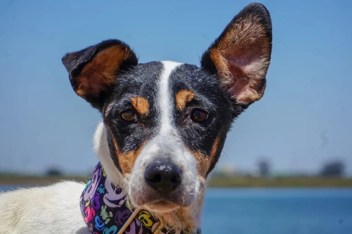 Birra,  5yo mixed breed for adoption at Stichting Hobodogs
