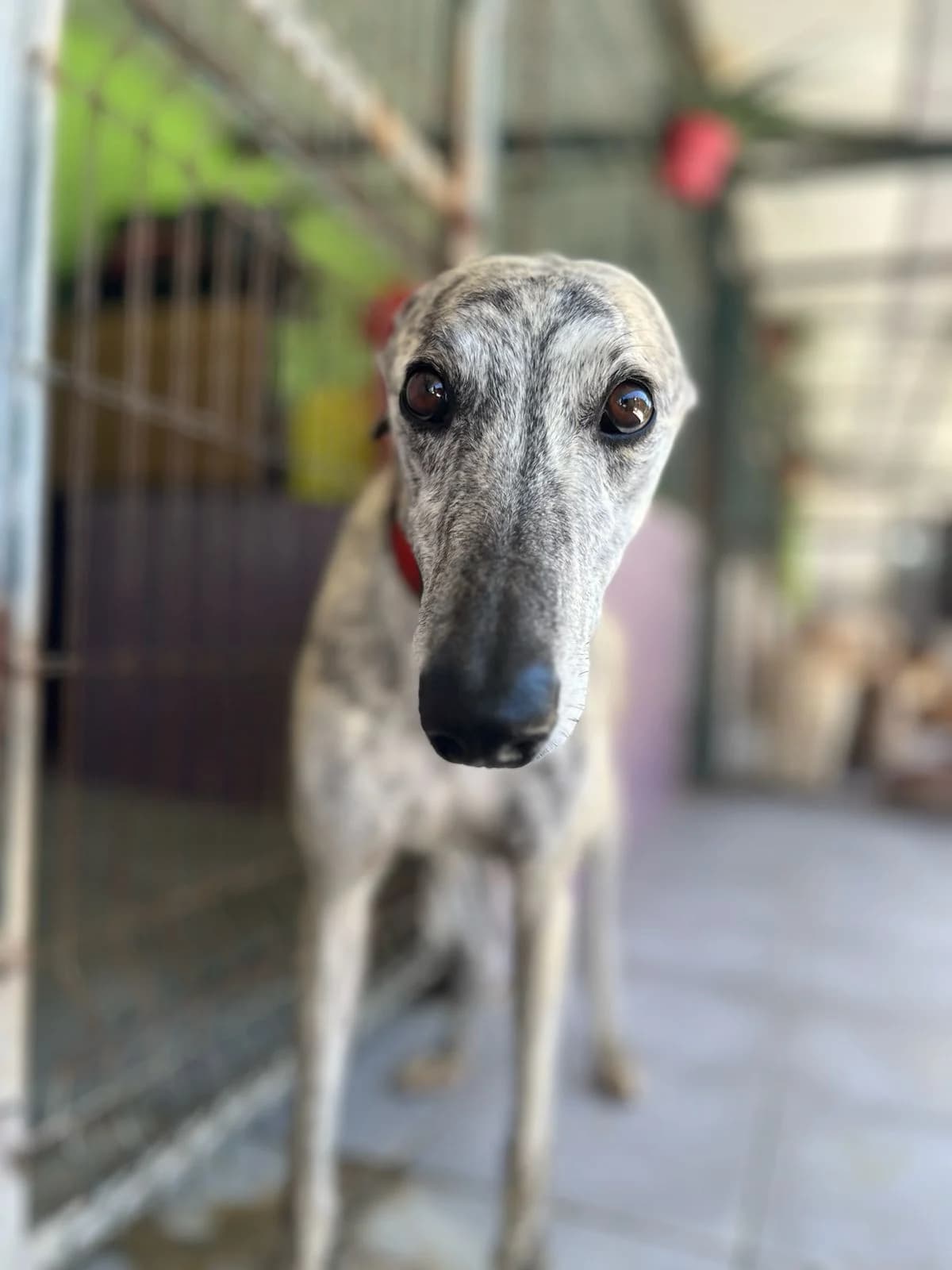 Alcon, male 5yo Galgo Español for adoption at Stichting Hobodogs