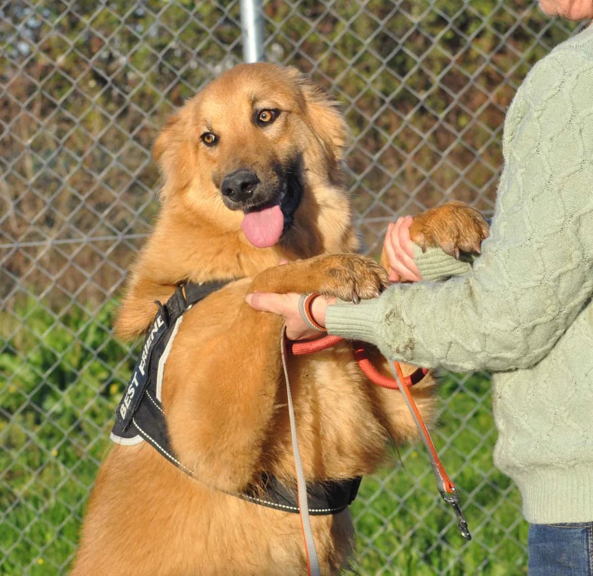 Bella, female mixed breed for adoption at Stichting Hobodogs