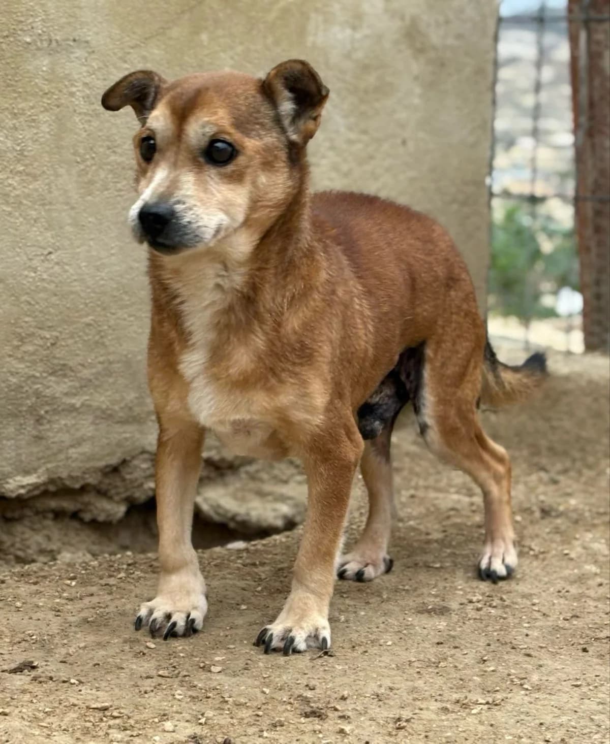 Strom, Mixed Breed (Stichting Hobodogs)