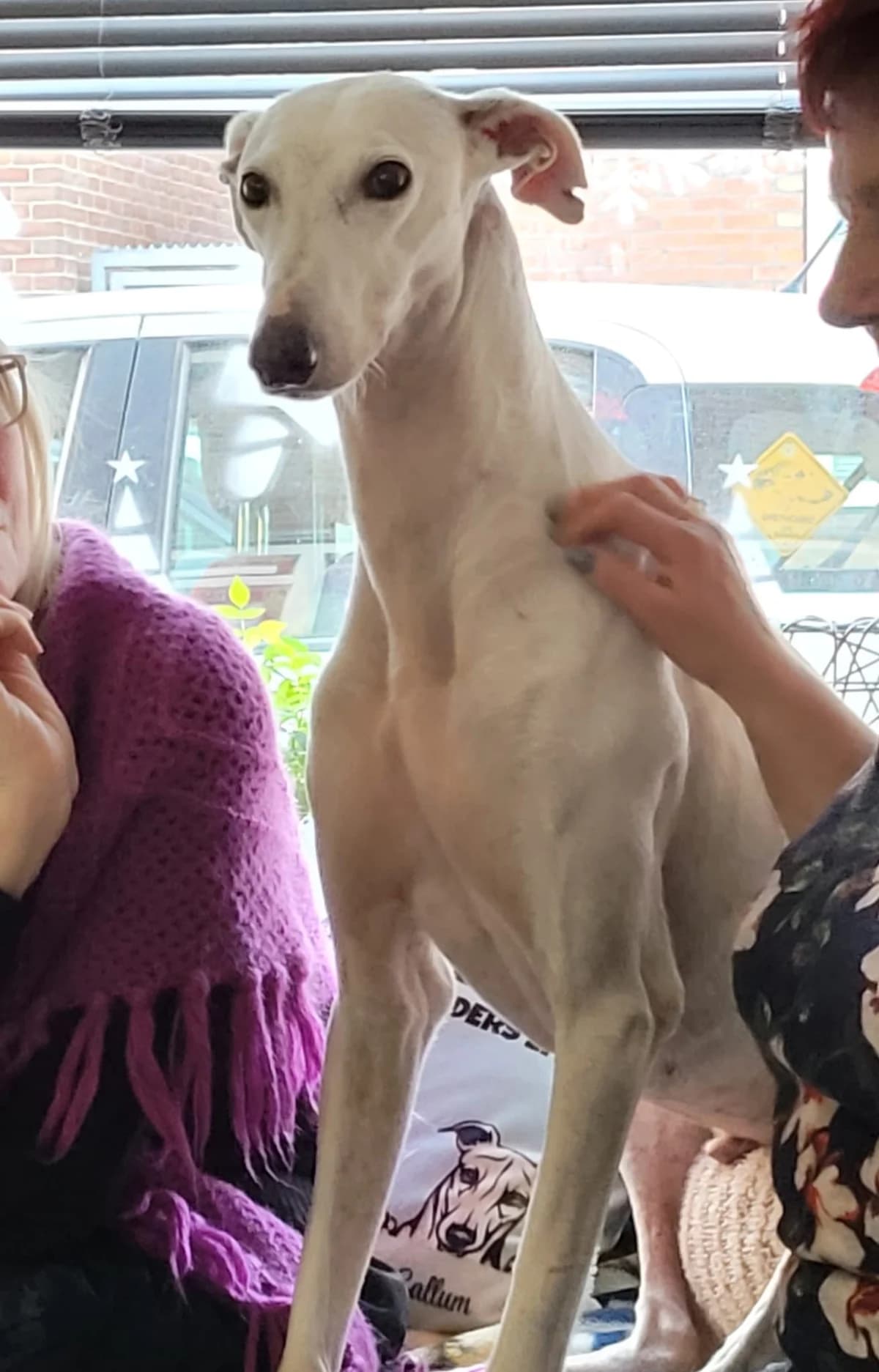 Serranito, male senior Galgo Español for adoption at Stichting Hobodogs