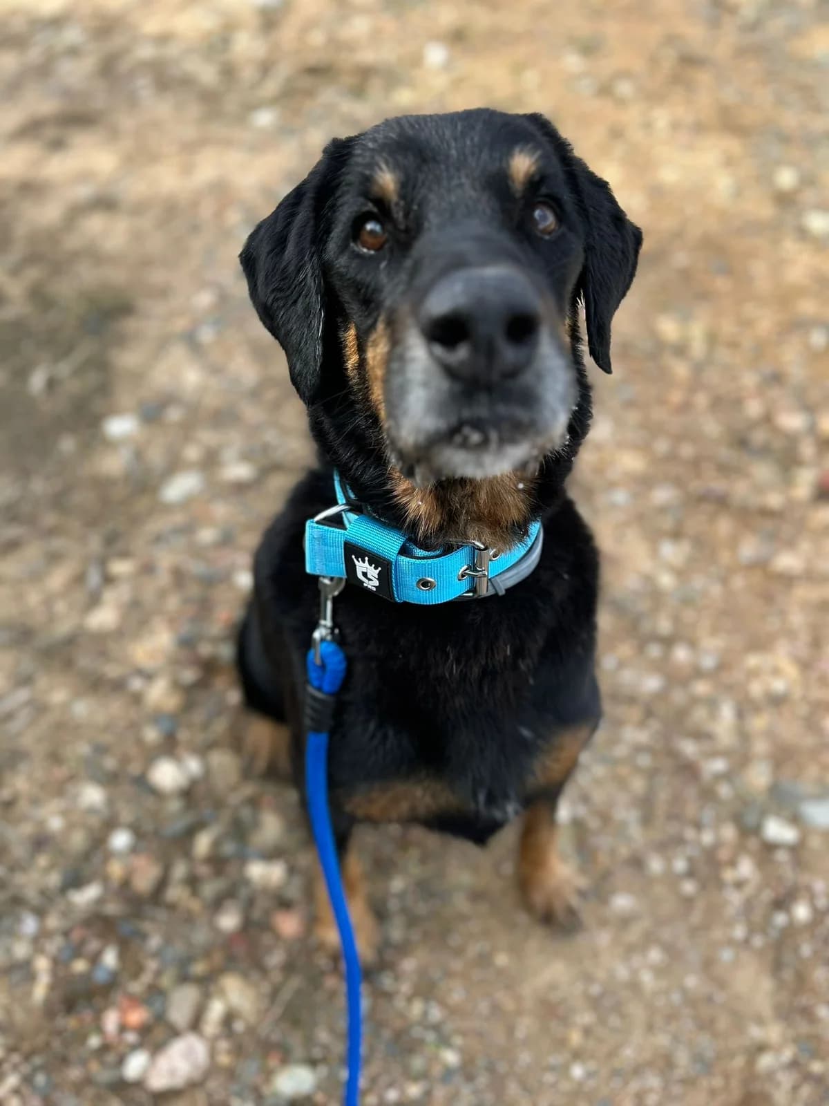 Don, male mixed breed for adoption at Stichting Hobodogs