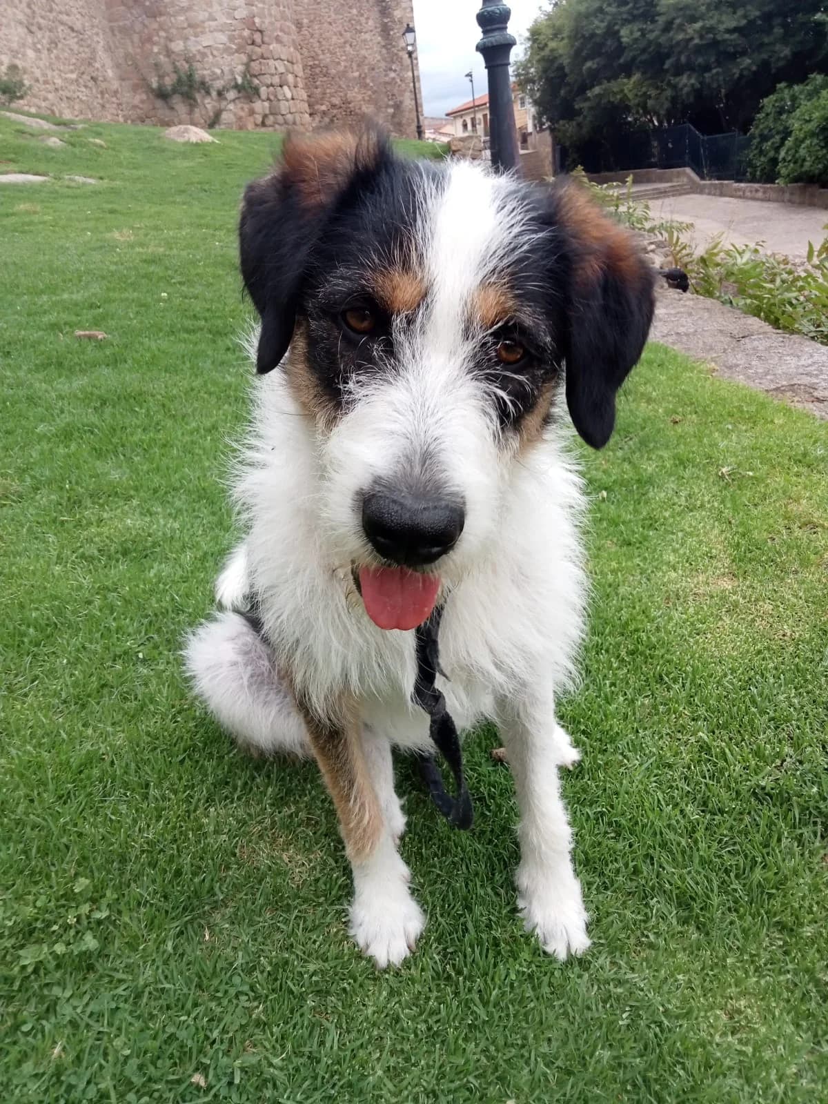 Chico, male mixed breed for adoption at Stichting Hobodogs