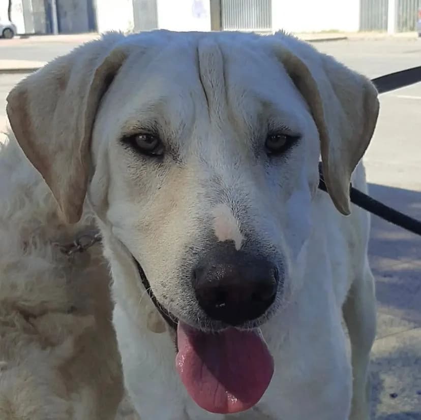 Schnee, male Mixed Breed for adoption at Stichting Hobodogs