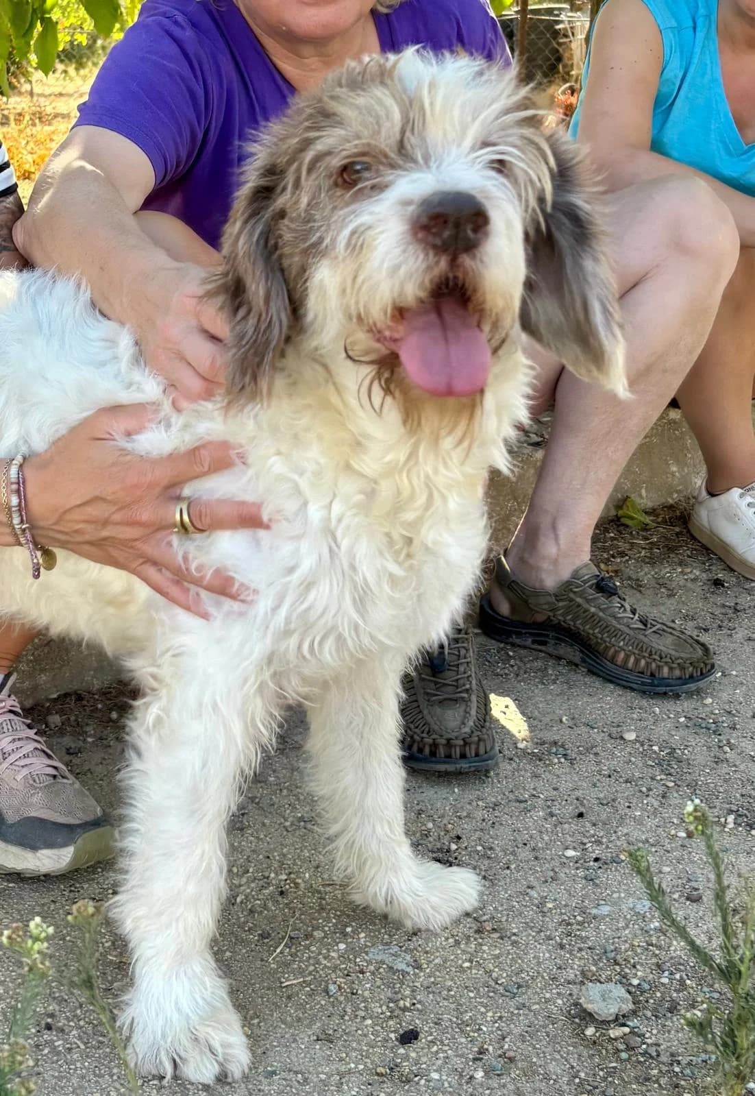 Toy, male senior mixed breed for adoption at Stichting Hobodogs