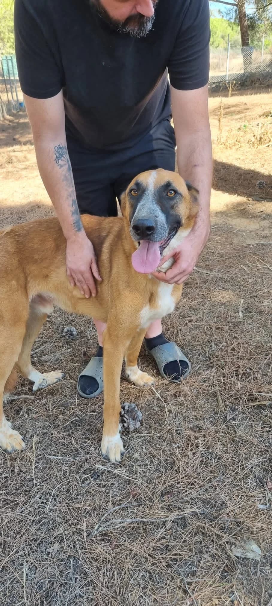 Kai, male mixed breed for adoption at Stichting Hobodogs