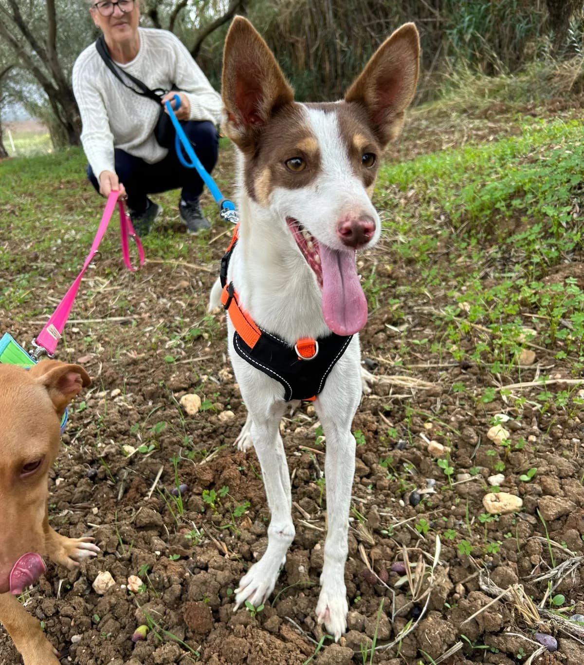 Parque, male Podenco for adoption at Stichting Hobodogs