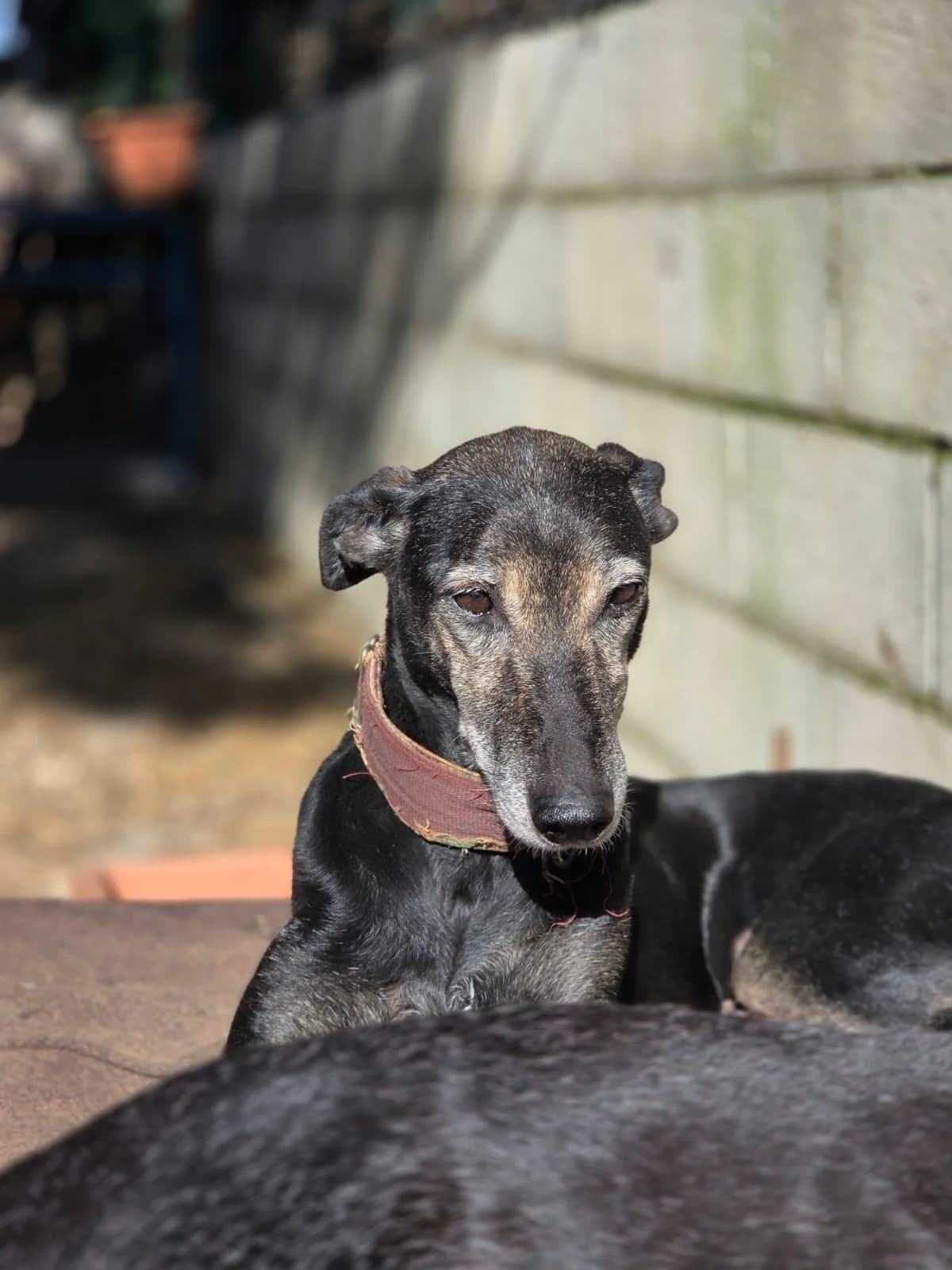 Gitana,  senior Galgo Español for adoption at Stichting Hobodogs