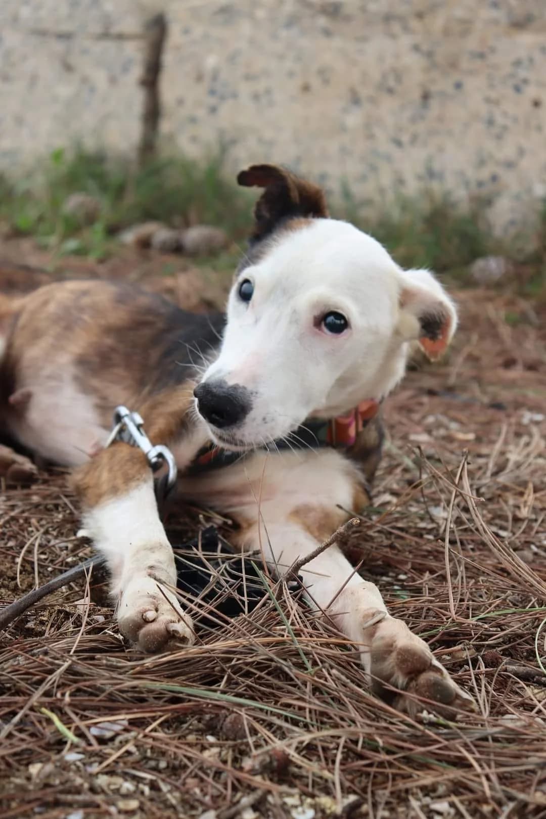 Nefertiti,  mixed breed for adoption at Stichting Hobodogs