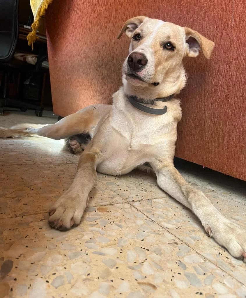 Rabin, male Podenco for adoption at Stichting Hobodogs
