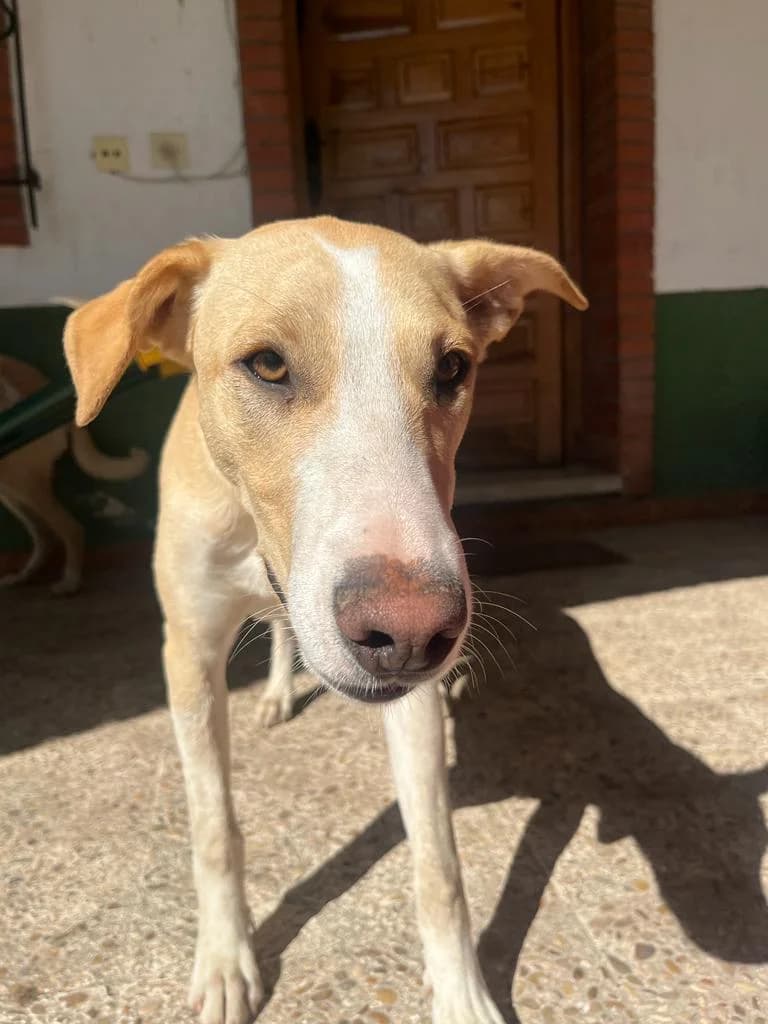 Toby,  mixed breed for adoption at Stichting Hobodogs