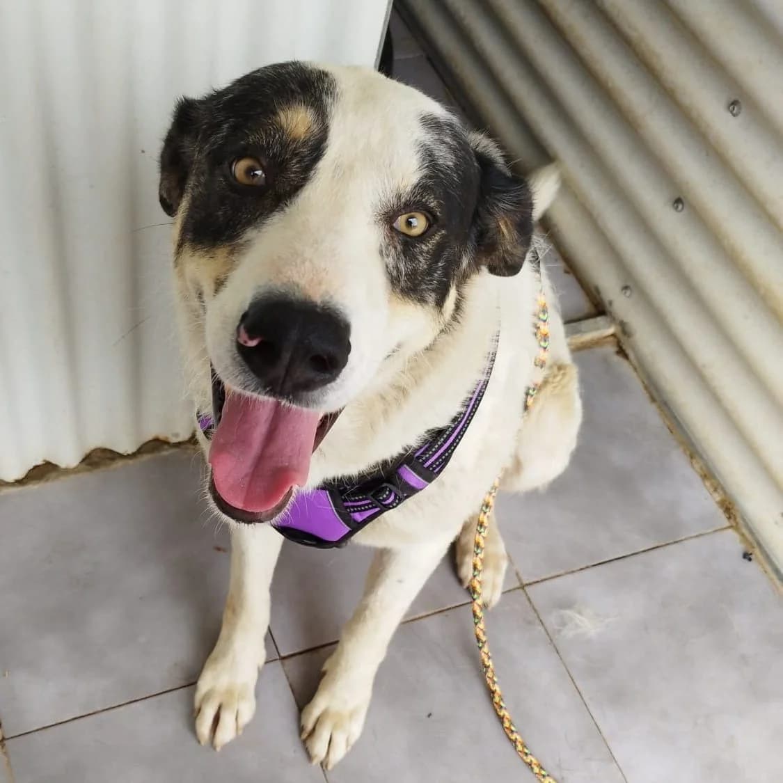 Chica, senior mixed breed for adoption at Stichting Hobodogs