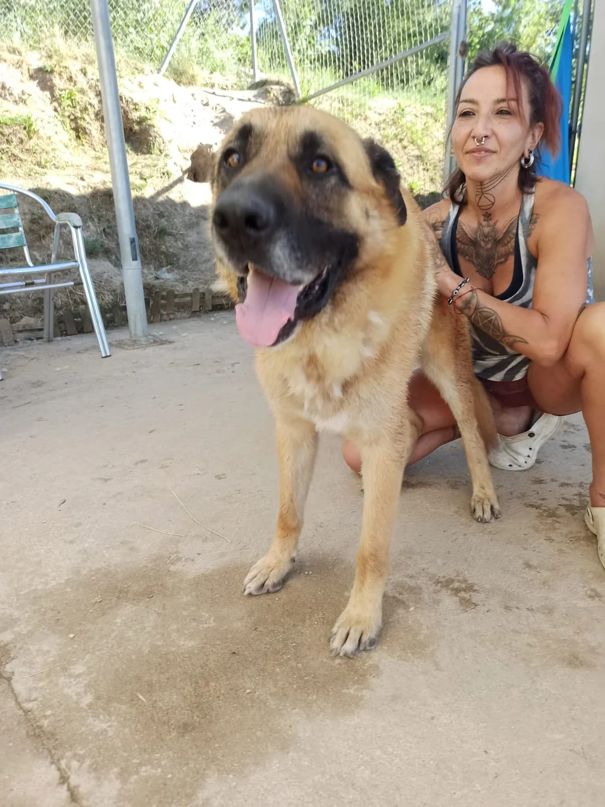 Colorao, male mixed breed for adoption at Stichting Hobodogs