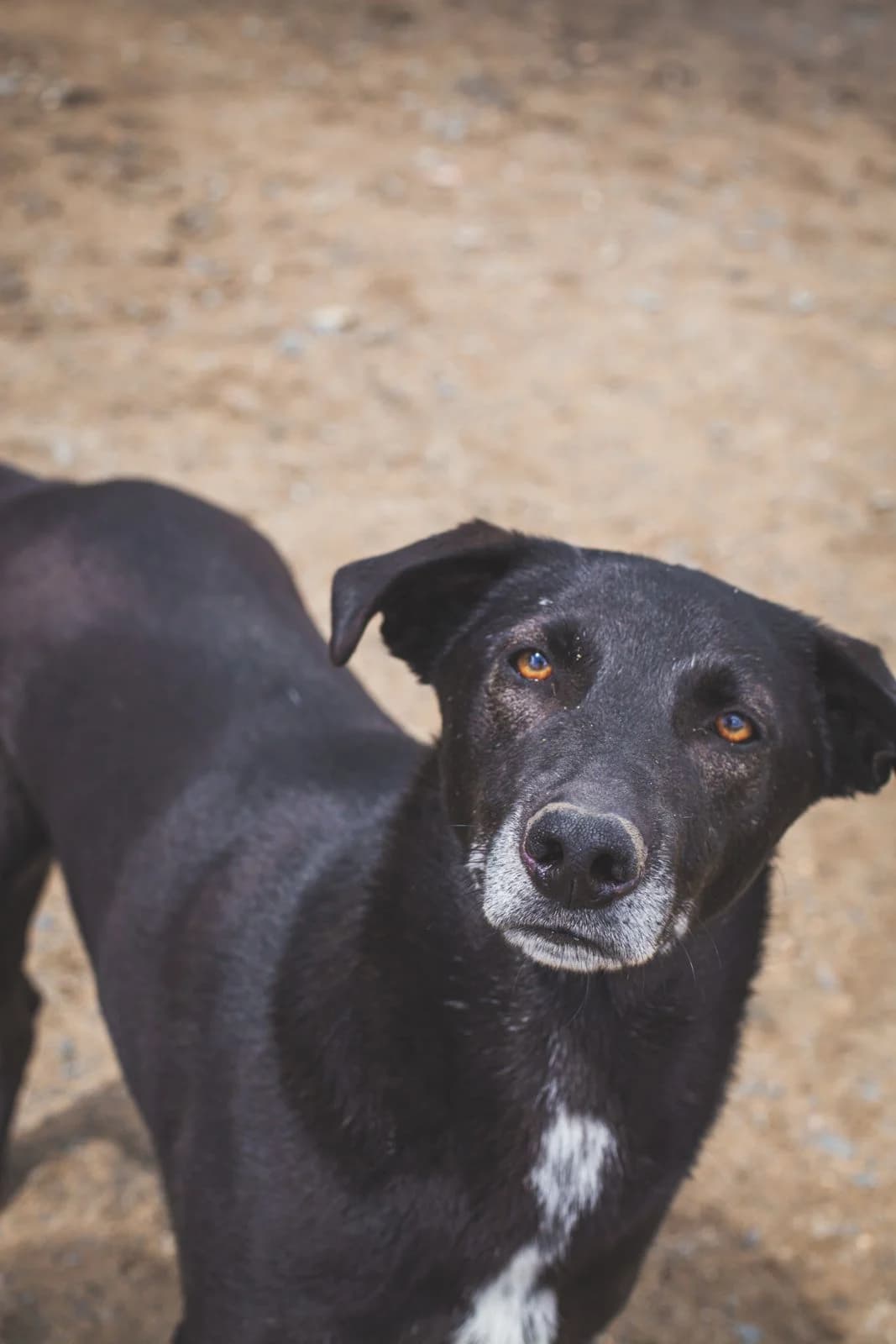 Trompo, male 4yo Labrador Retriever for adoption at Stichting Hobodogs