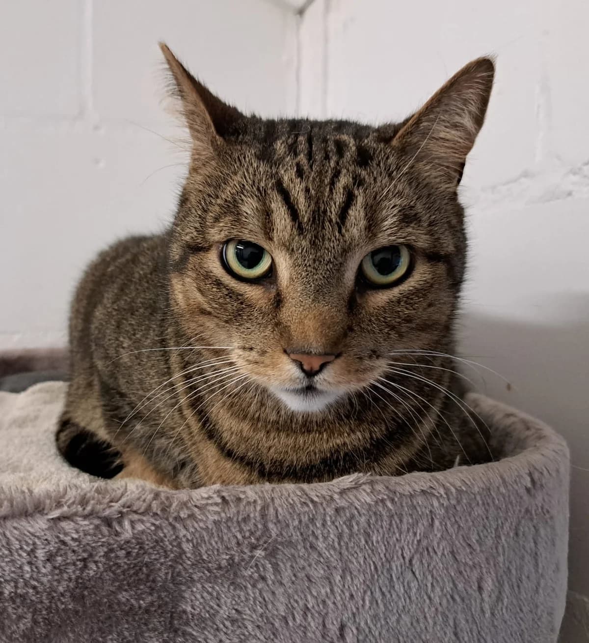 Alex,  7yo mixed breed for adoption at Hokazo, Uden