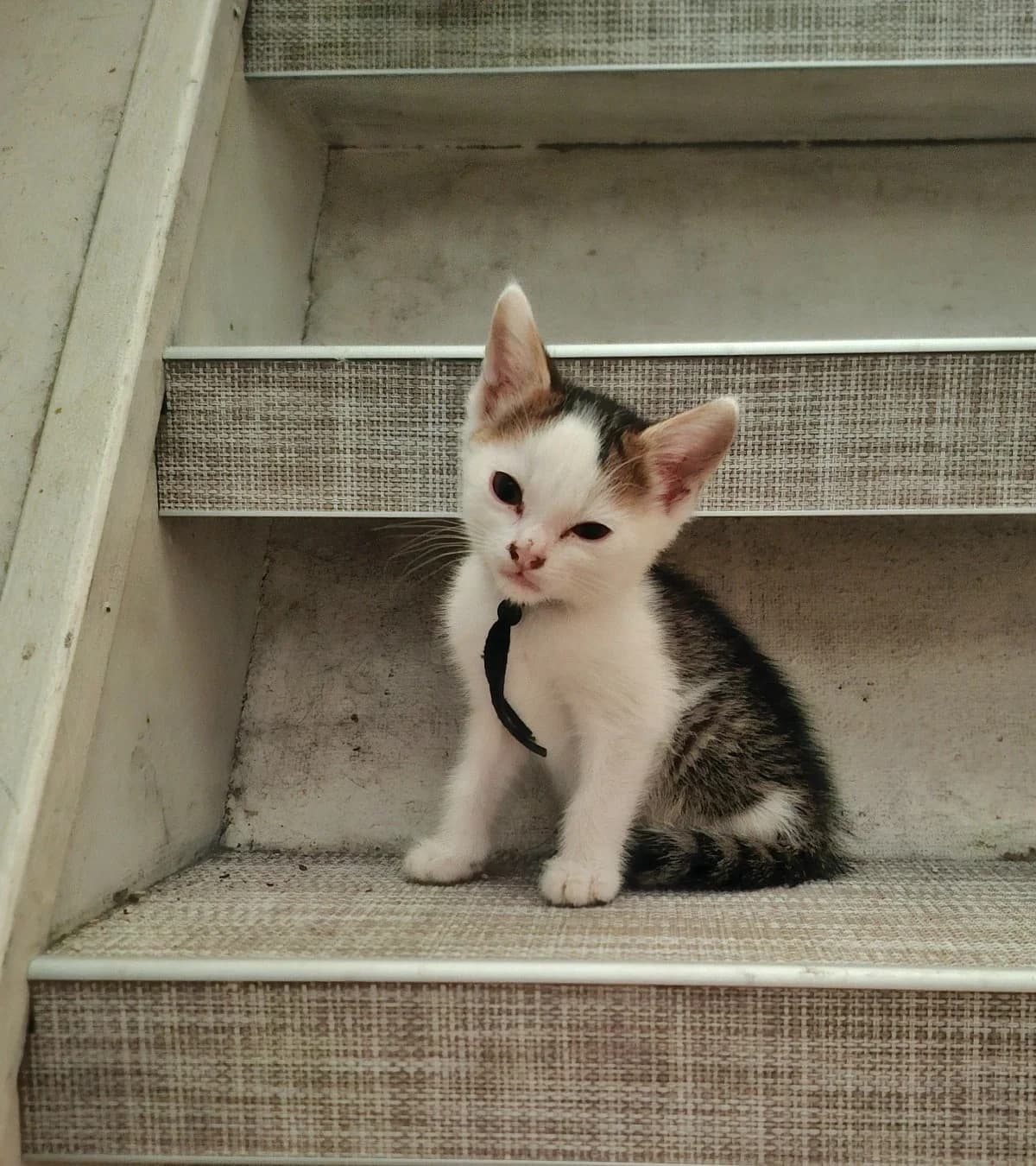Alexandra,  mixed breed for adoption at Hokazo, Uden