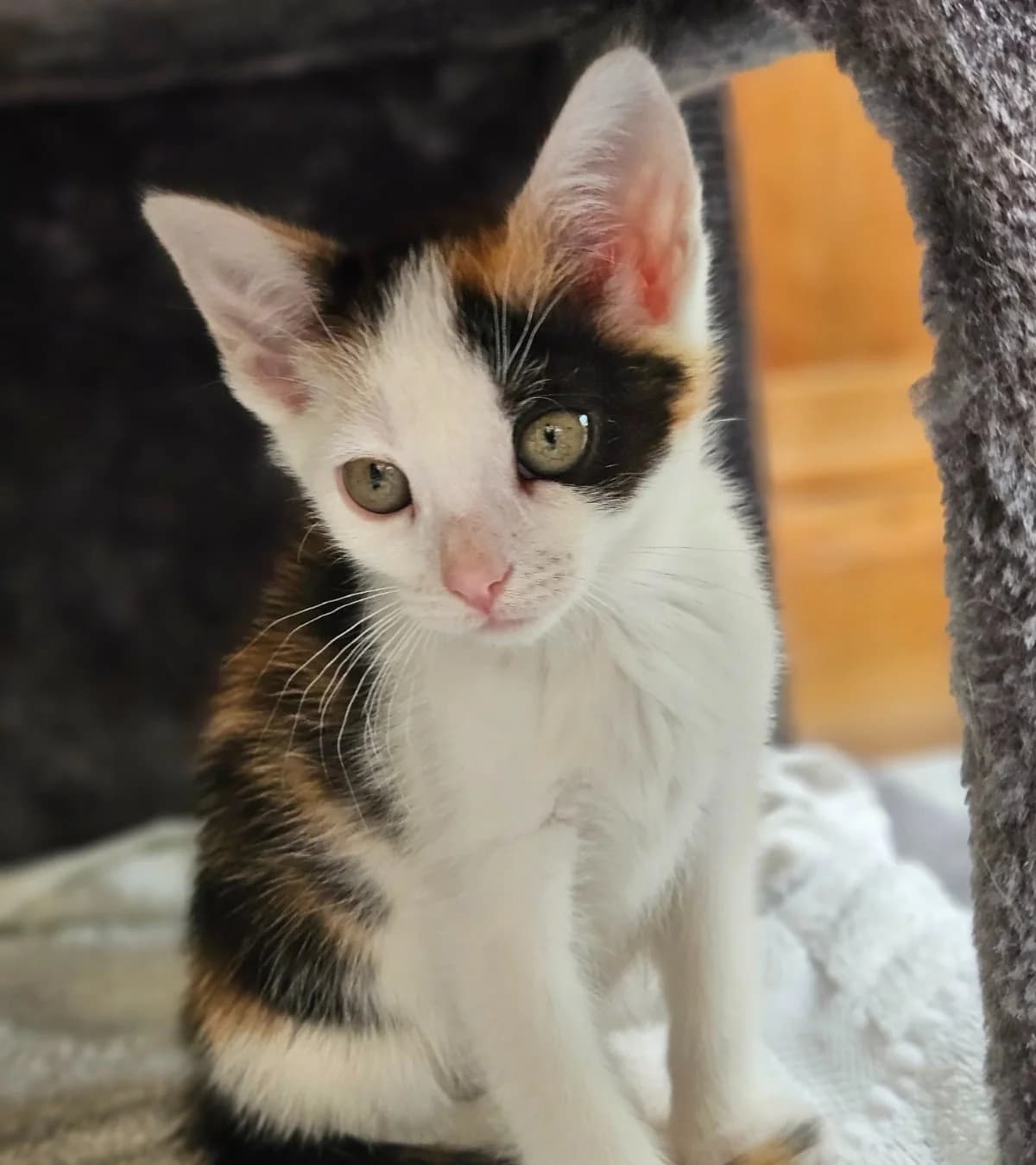 Angel,  puppy mixed breed for adoption at Hokazo, Uden