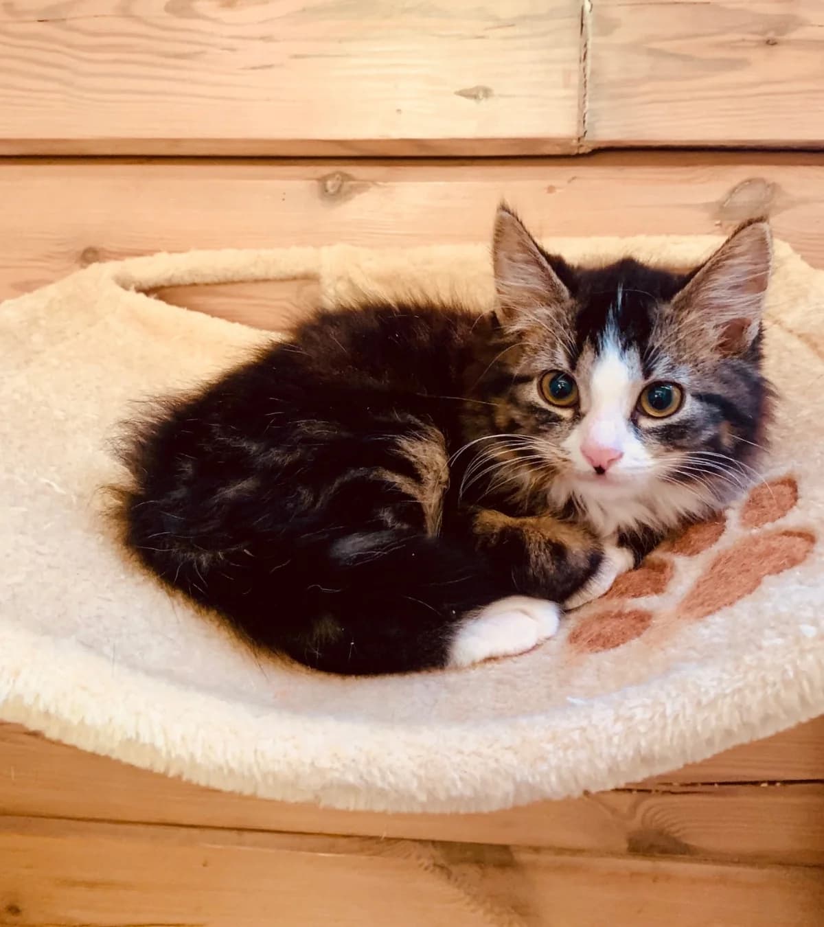 Barbie,  mixed breed for adoption at Hokazo, Uden
