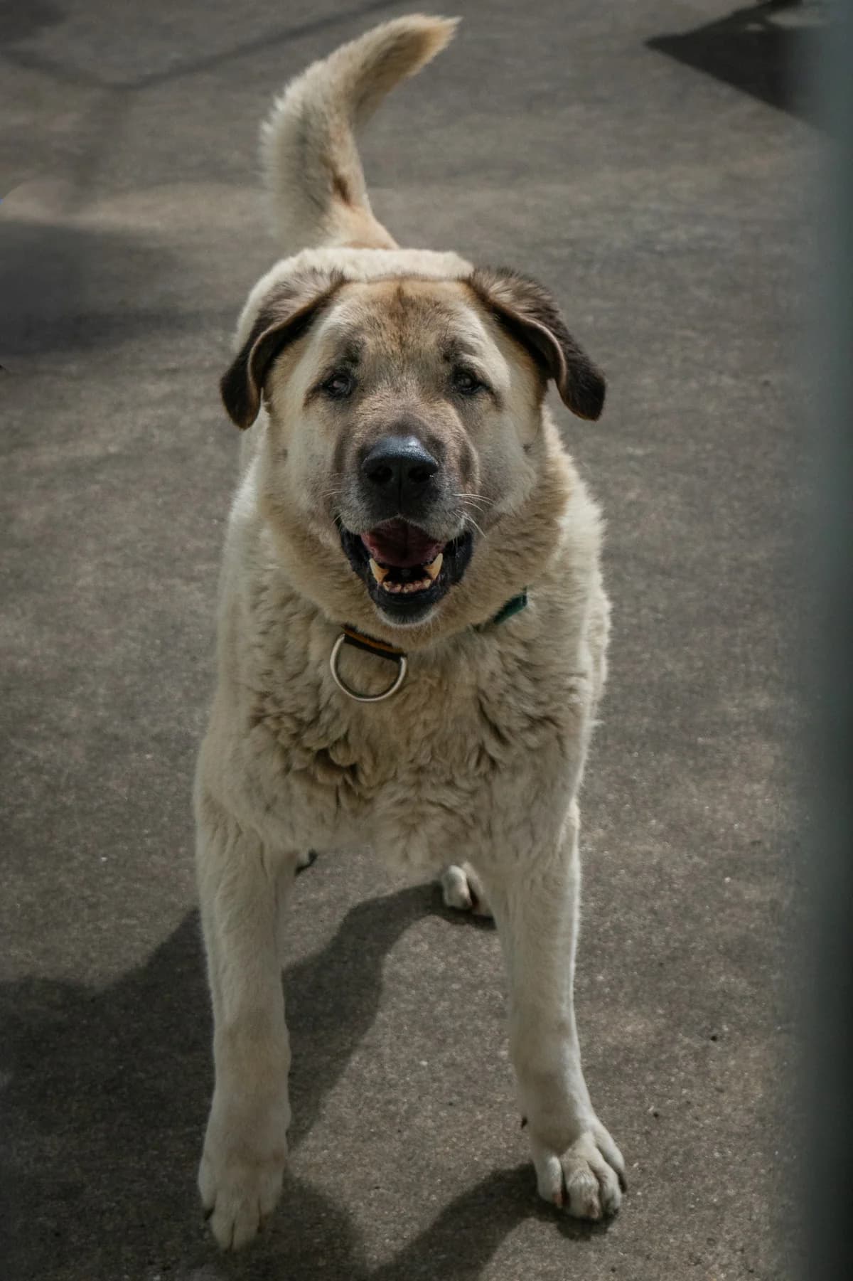 Beer, male 5yo Kangal for adoption at Hokazo, Uden