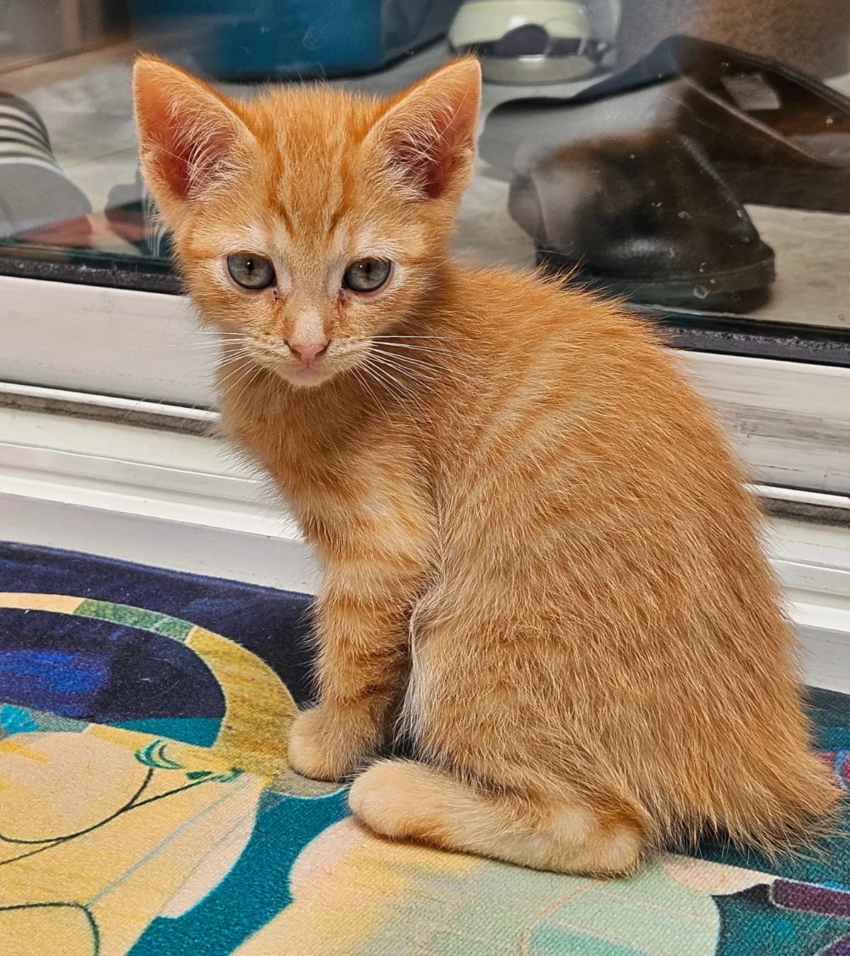 Bink,  puppy mixed breed for adoption at Hokazo, Uden