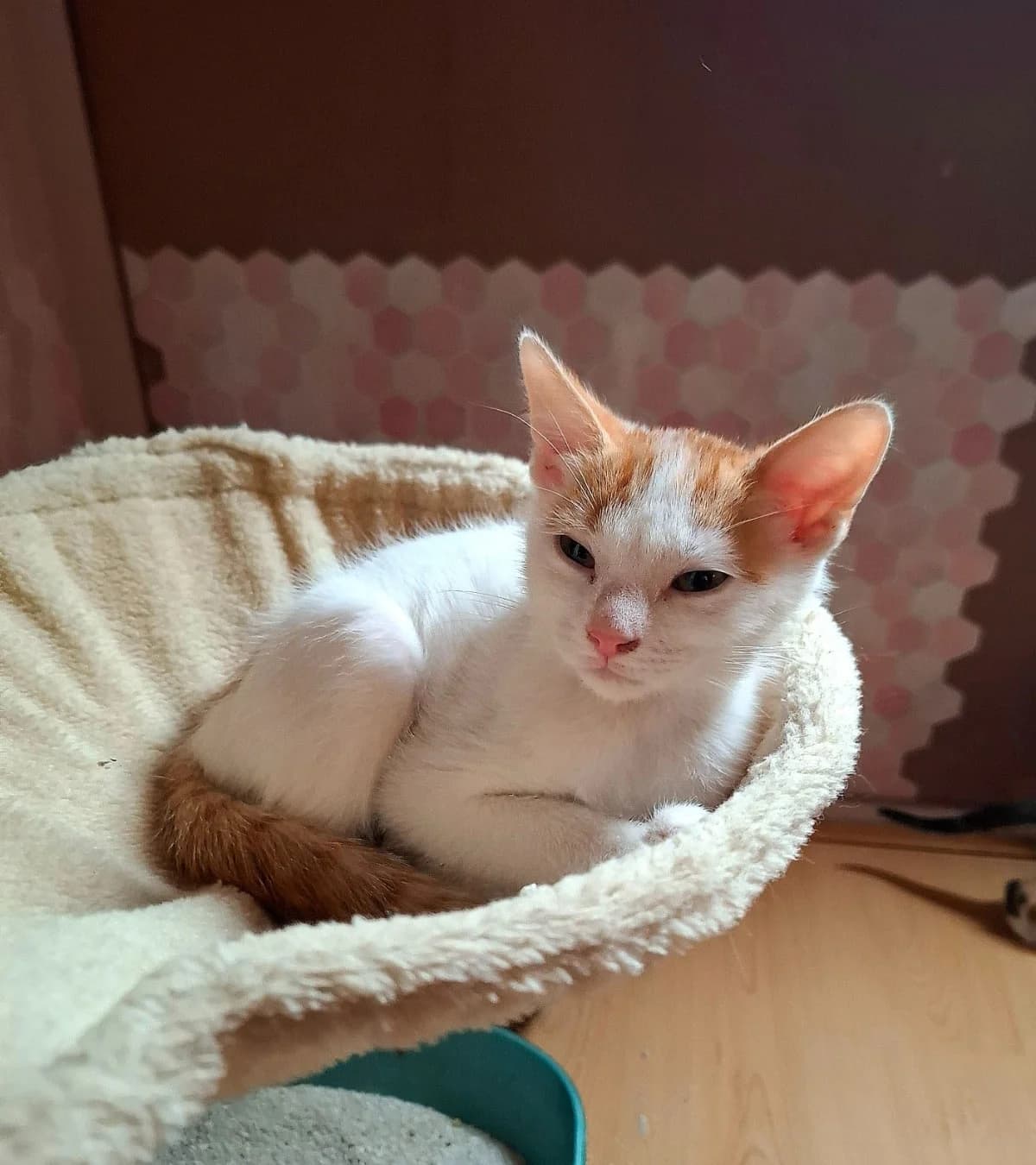 Birch,  mixed breed for adoption at Hokazo, Uden
