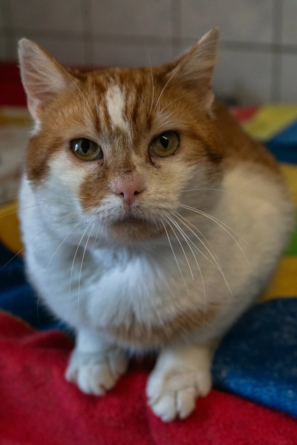 Blizzard, rood 5yo mixed breed for adoption at Hokazo, Uden