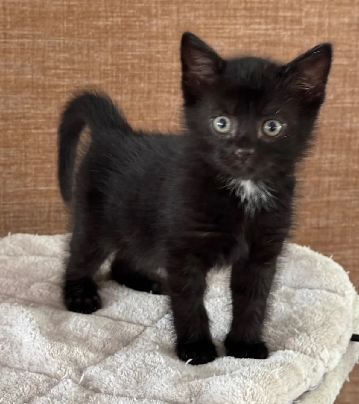 Bruce, zwart  puppy mixed breed for adoption at Hokazo, Uden