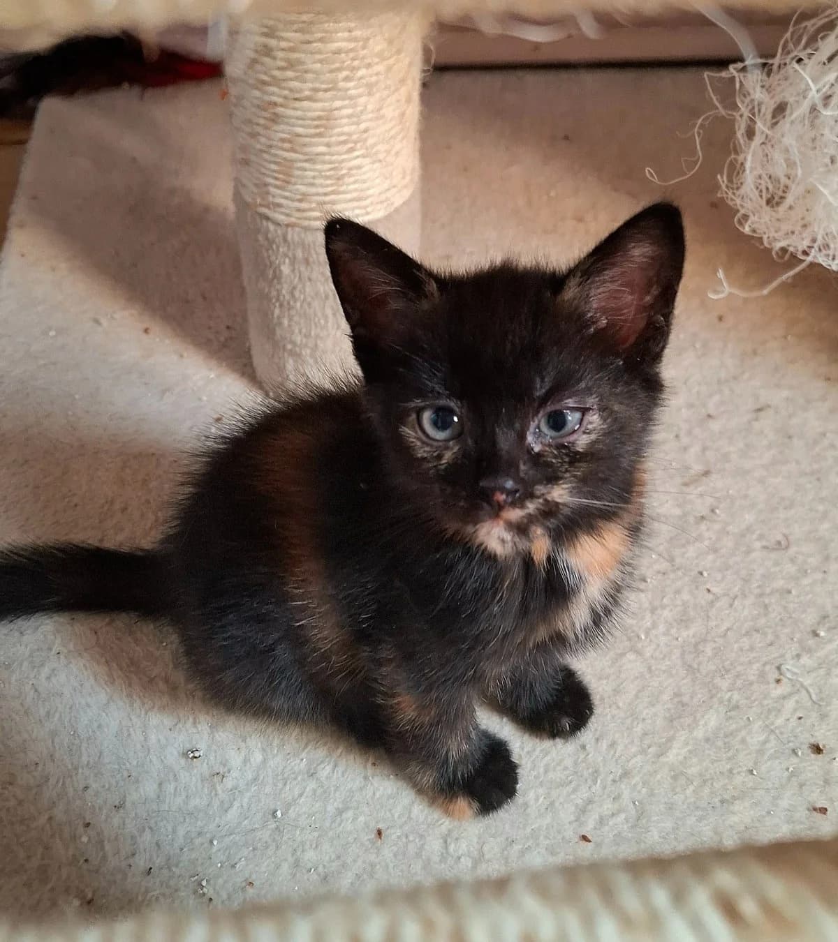 Cherry,  mixed breed for adoption at Hokazo, Uden