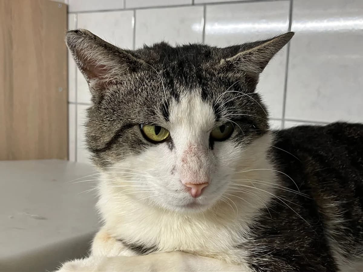 Ellis,  3yo mixed breed for adoption at Hokazo, Uden