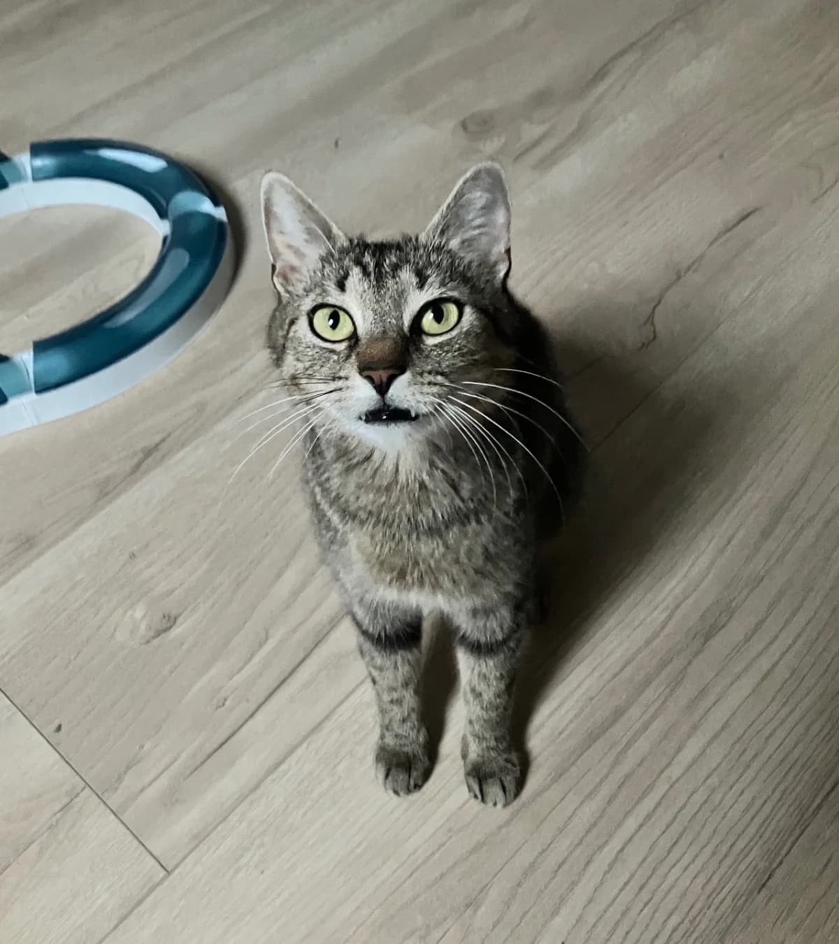 Evelien,  4yo mixed breed for adoption at Hokazo, Uden