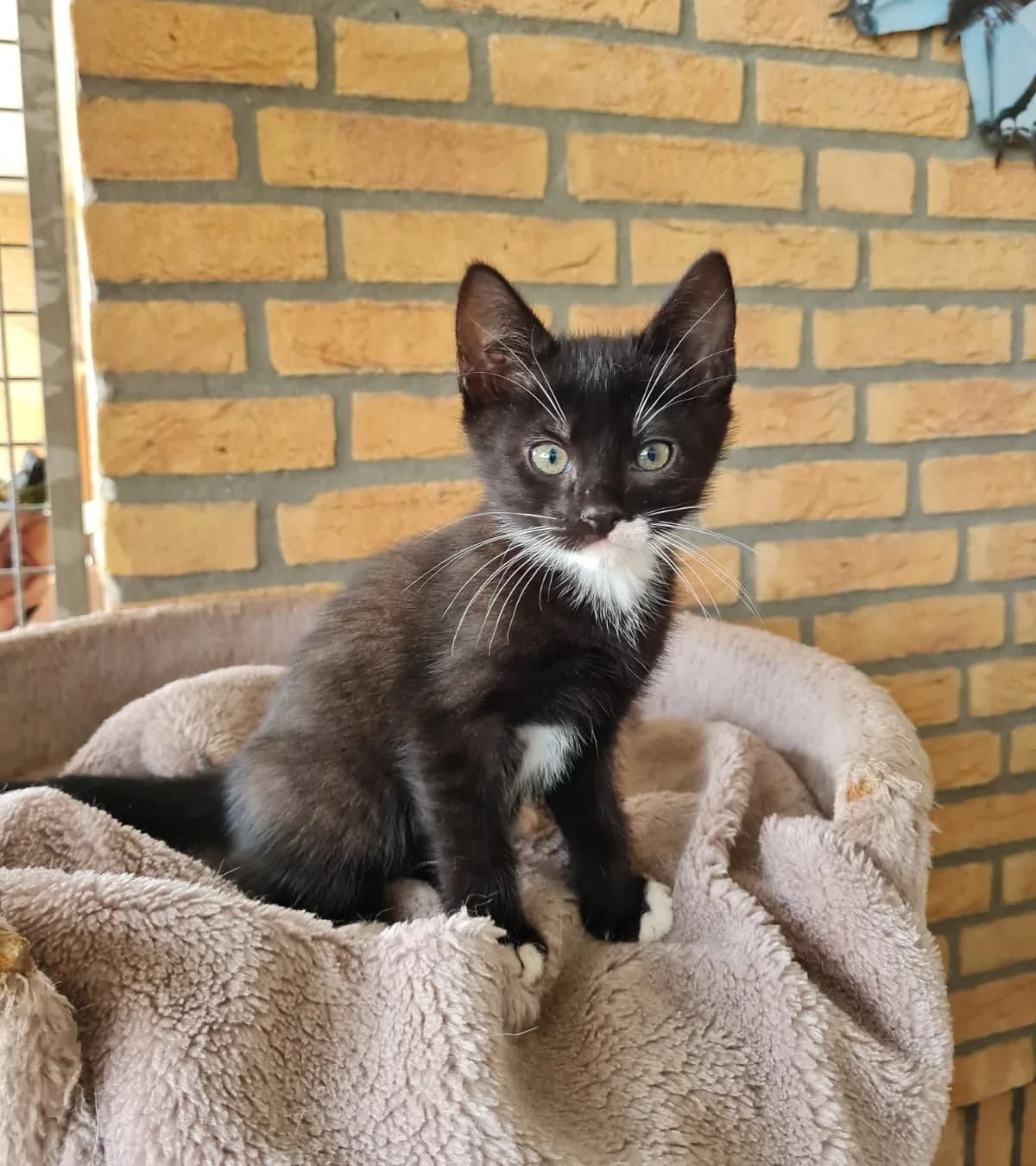 Floris,  puppy mixed breed for adoption at Hokazo, Uden