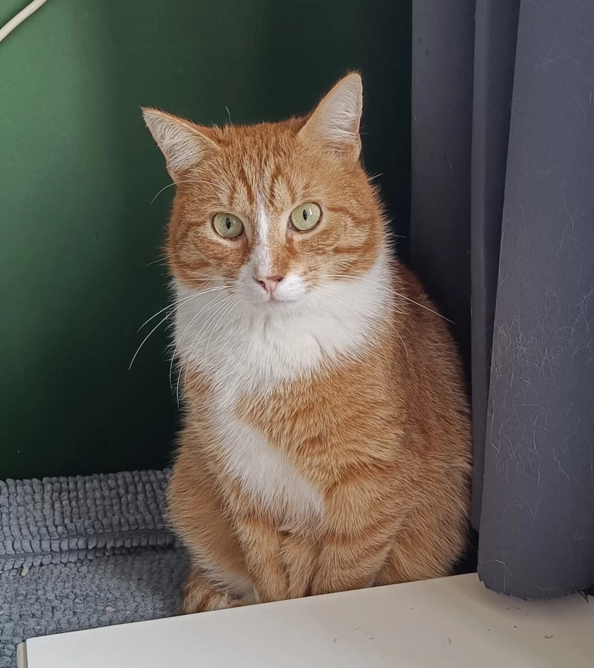 Freddie, rood 3yo mixed breed for adoption at Hokazo, Uden