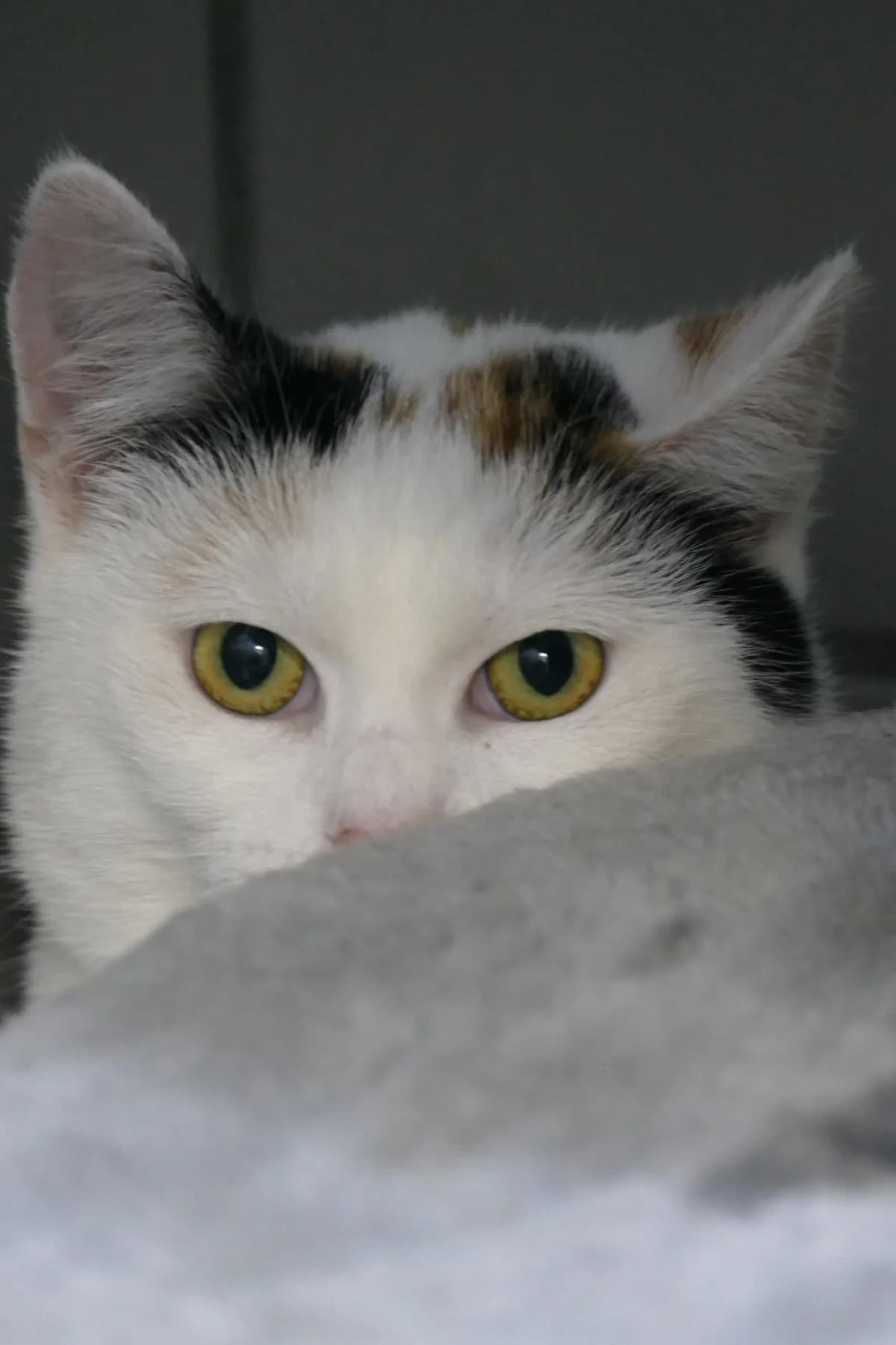 Gaby, young mixed breed for adoption at Hokazo, Uden