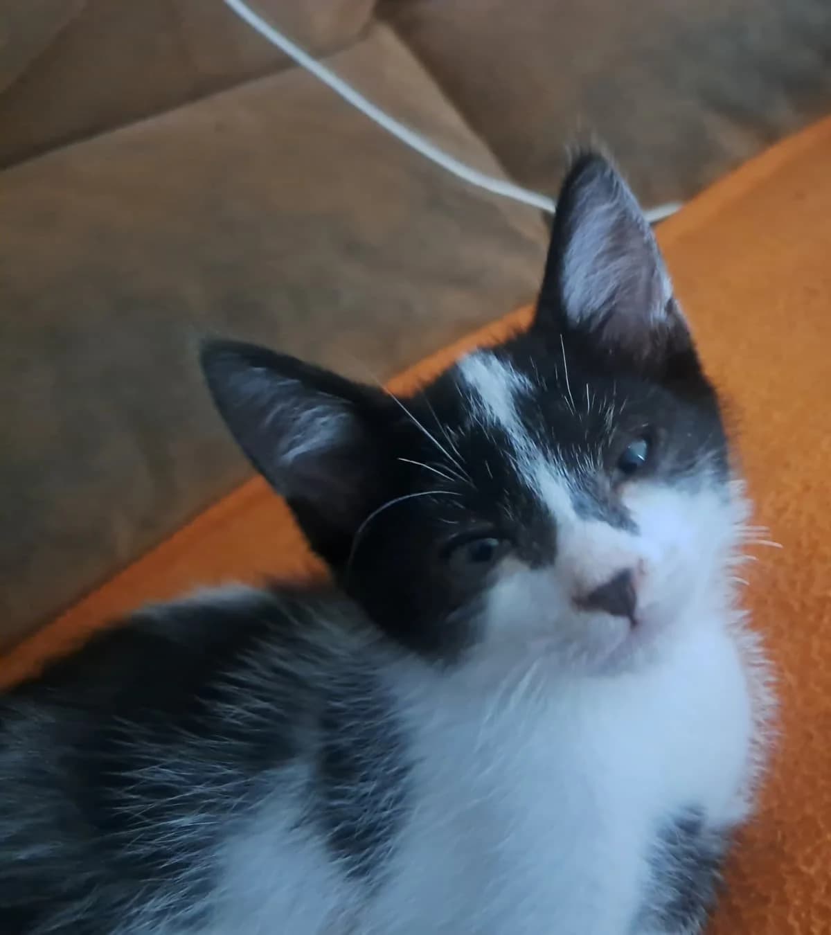Geert,  mixed breed for adoption at Hokazo, Uden