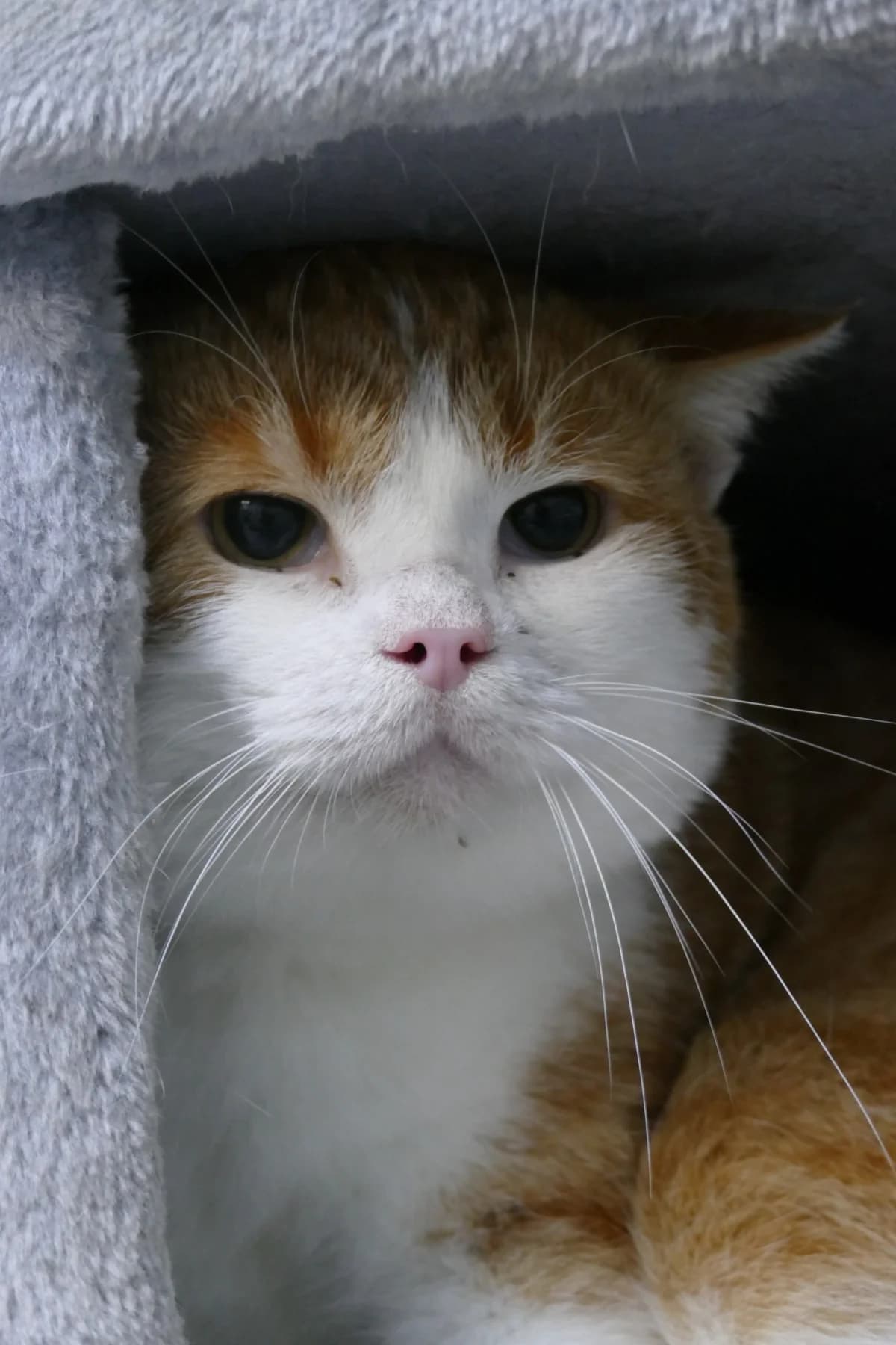 Gideon, 4yo mixed breed for adoption at Hokazo, Uden