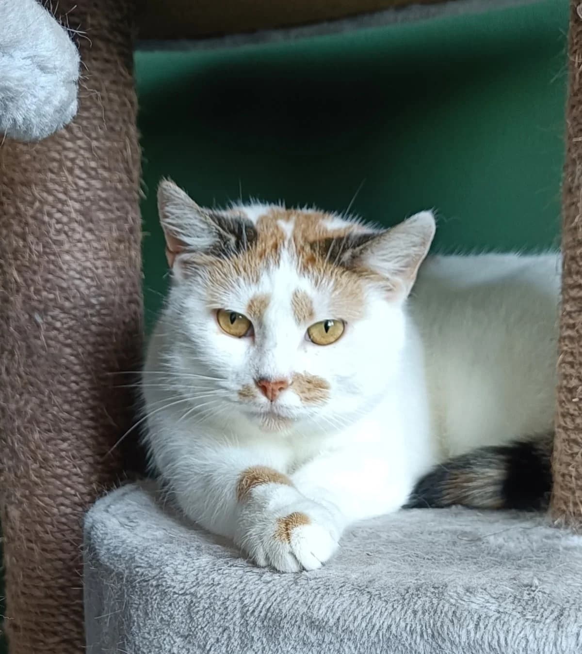 Gladys, 6yo mixed breed for adoption at Hokazo, Uden