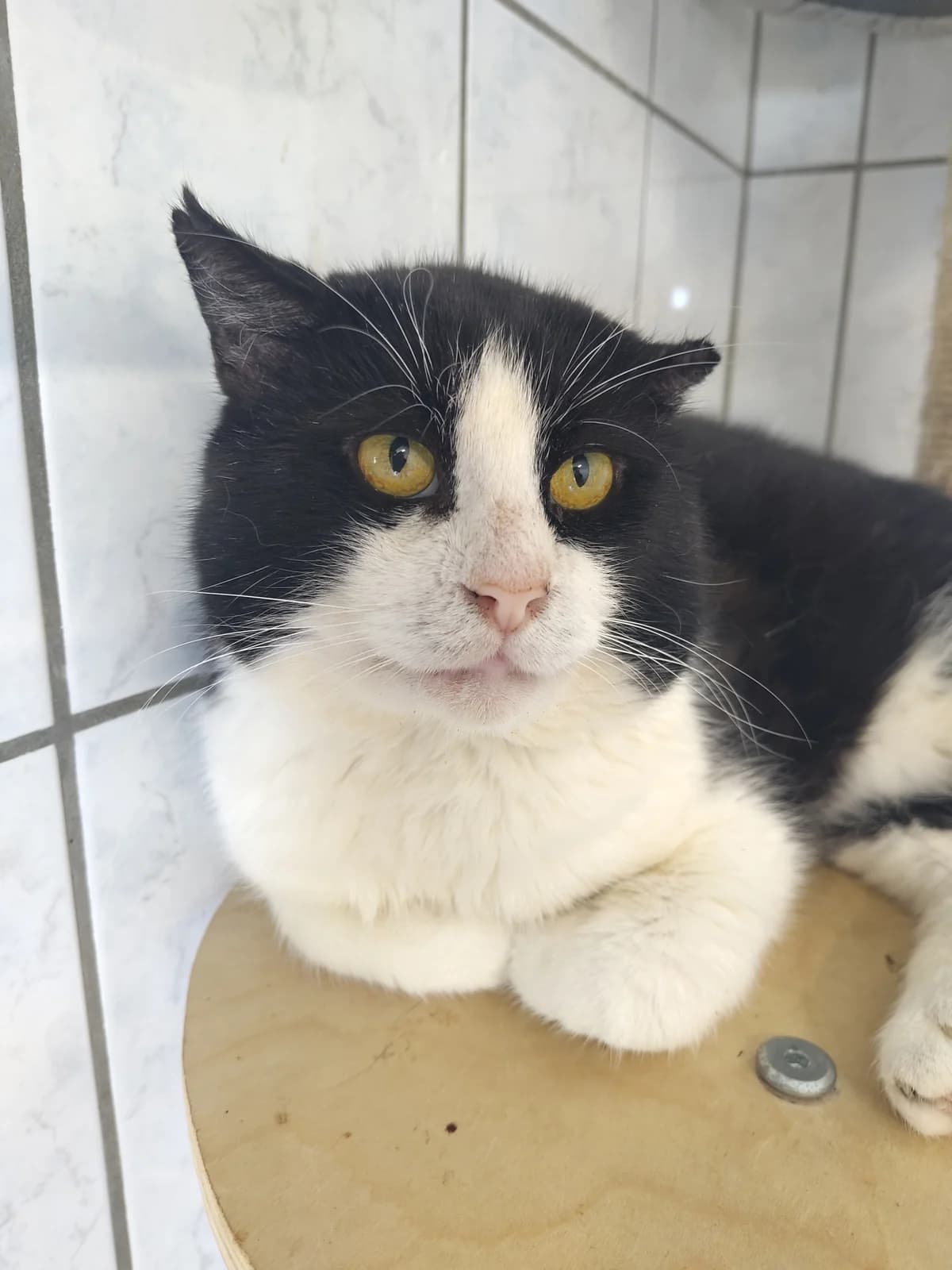 Gradje,  4yo mixed breed for adoption at Hokazo, Uden