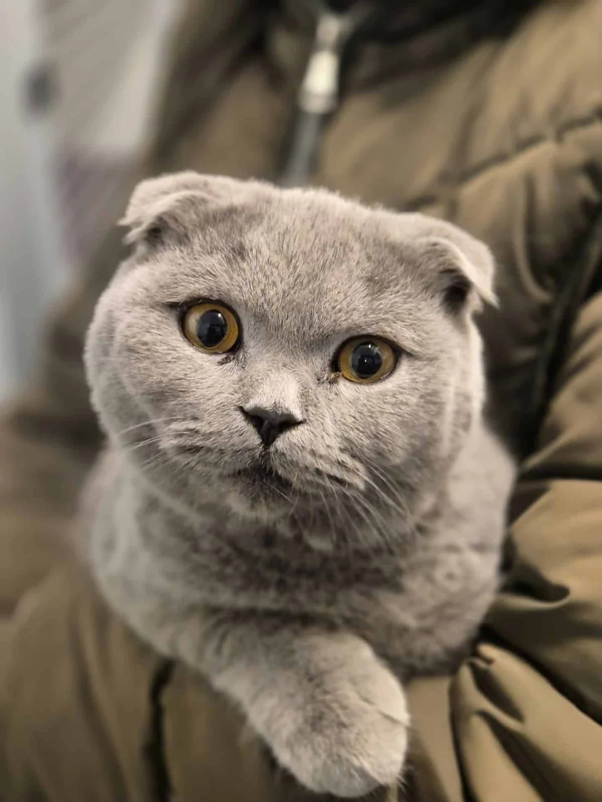 Grey, blauw  young mixed breed for adoption at Hokazo, Uden