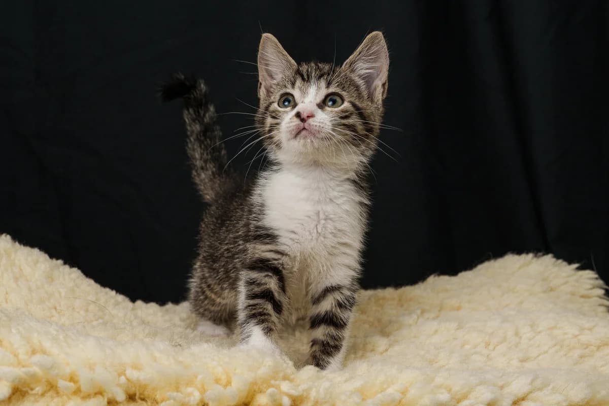 Haas,  mixed breed for adoption at Hokazo, Uden