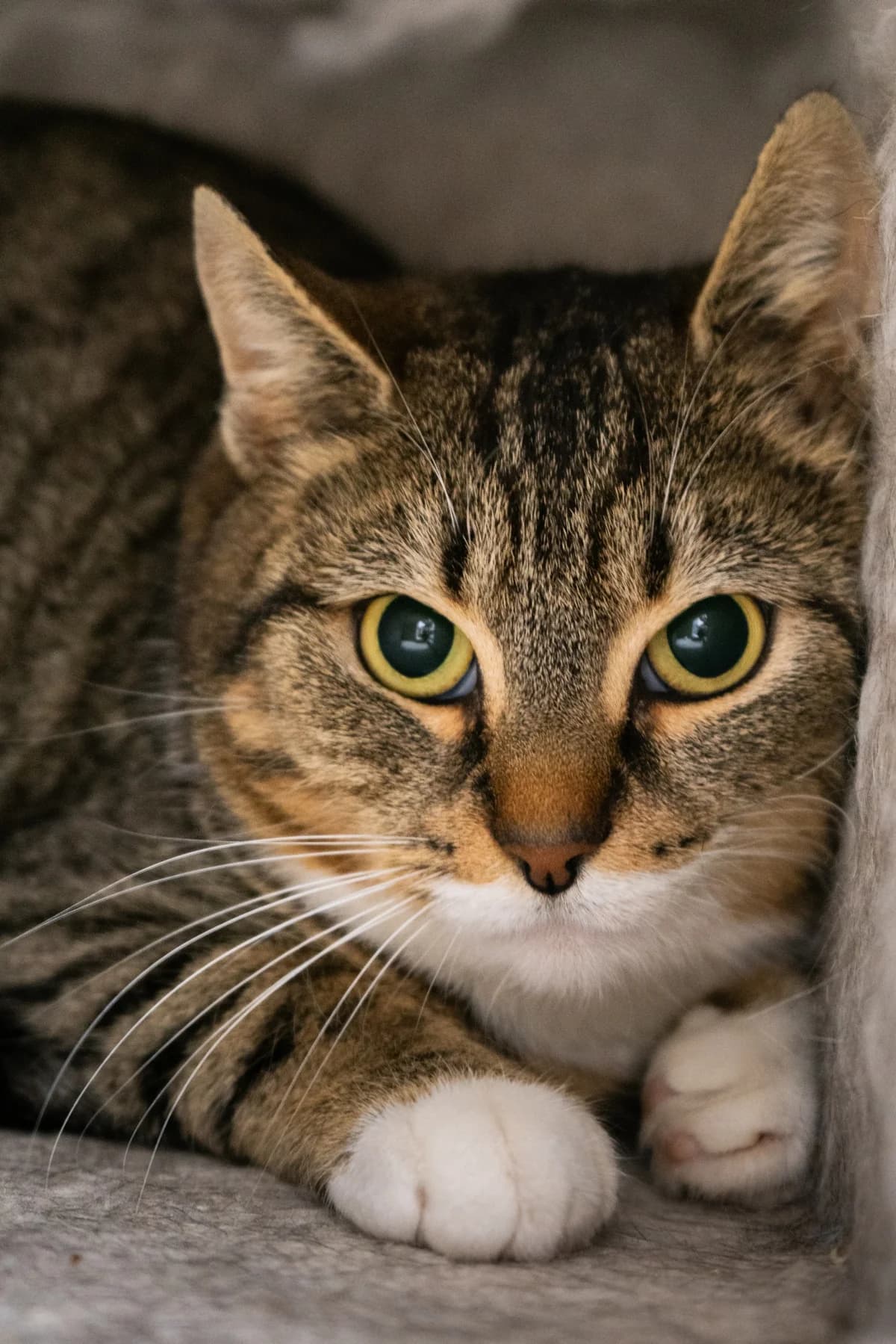 Happy, 3yo mixed breed for adoption at Hokazo, Uden