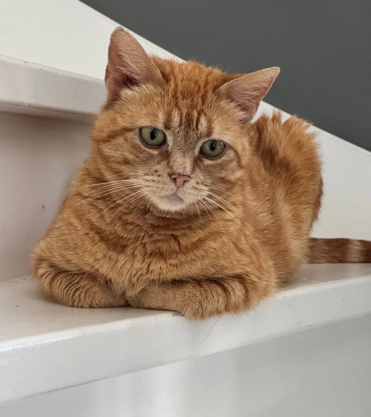 Hazel,  3yo mixed breed for adoption at Hokazo, Uden