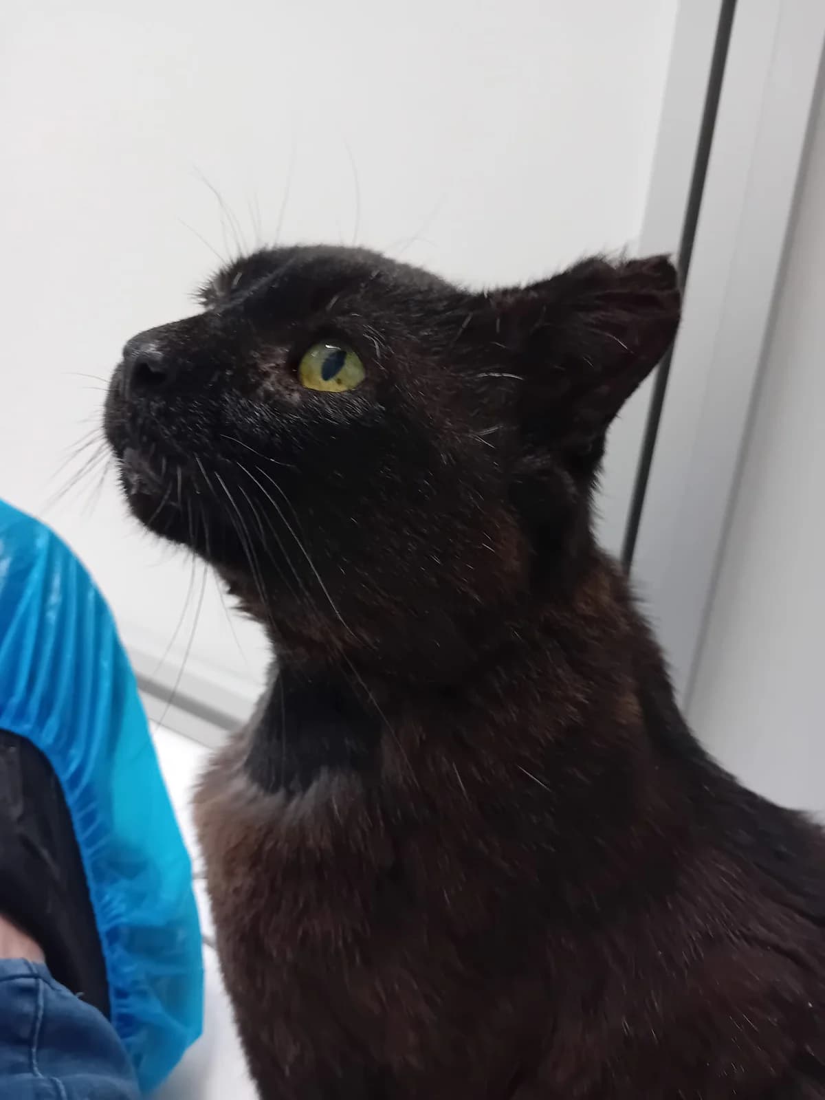 Hendrik,  5yo mixed breed for adoption at Hokazo, Uden