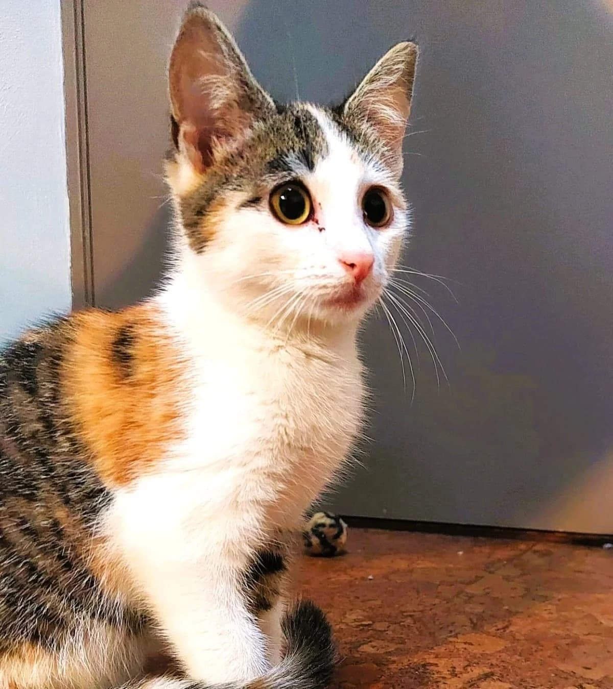 Ingrid,  mixed breed for adoption at Hokazo, Uden