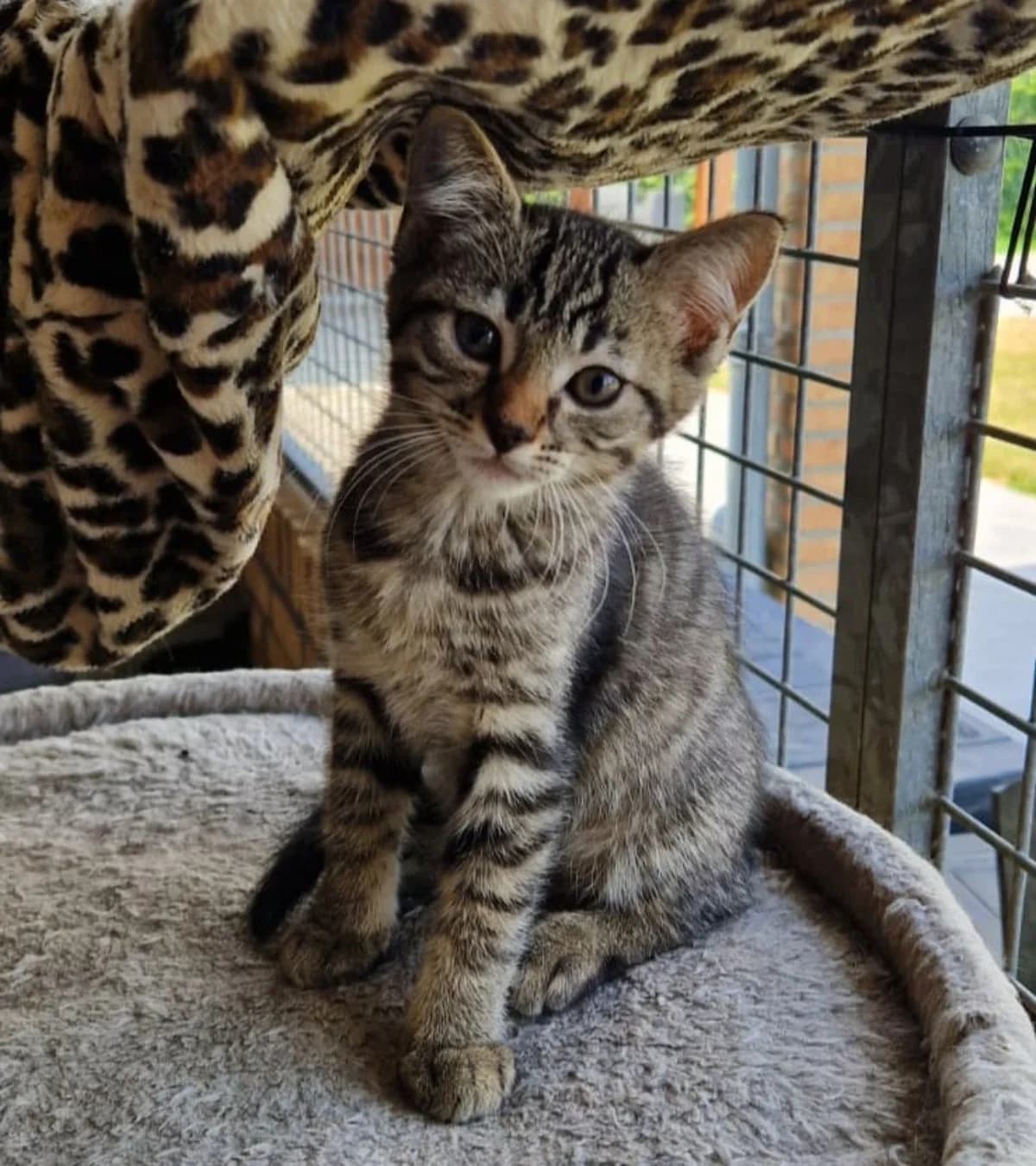 Iris,  mixed breed for adoption at Hokazo, Uden