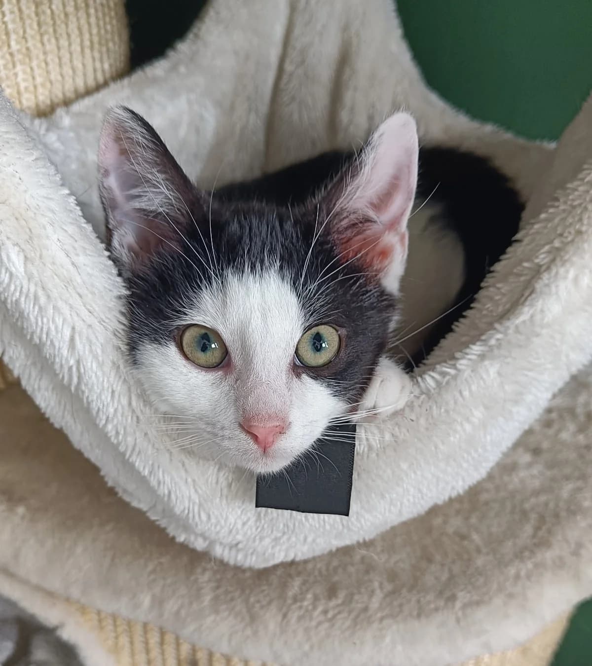 Korneel,  mixed breed for adoption at Hokazo, Uden