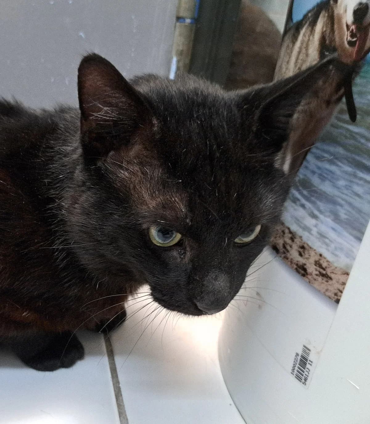 Levi,  3yo mixed breed for adoption at Hokazo, Uden