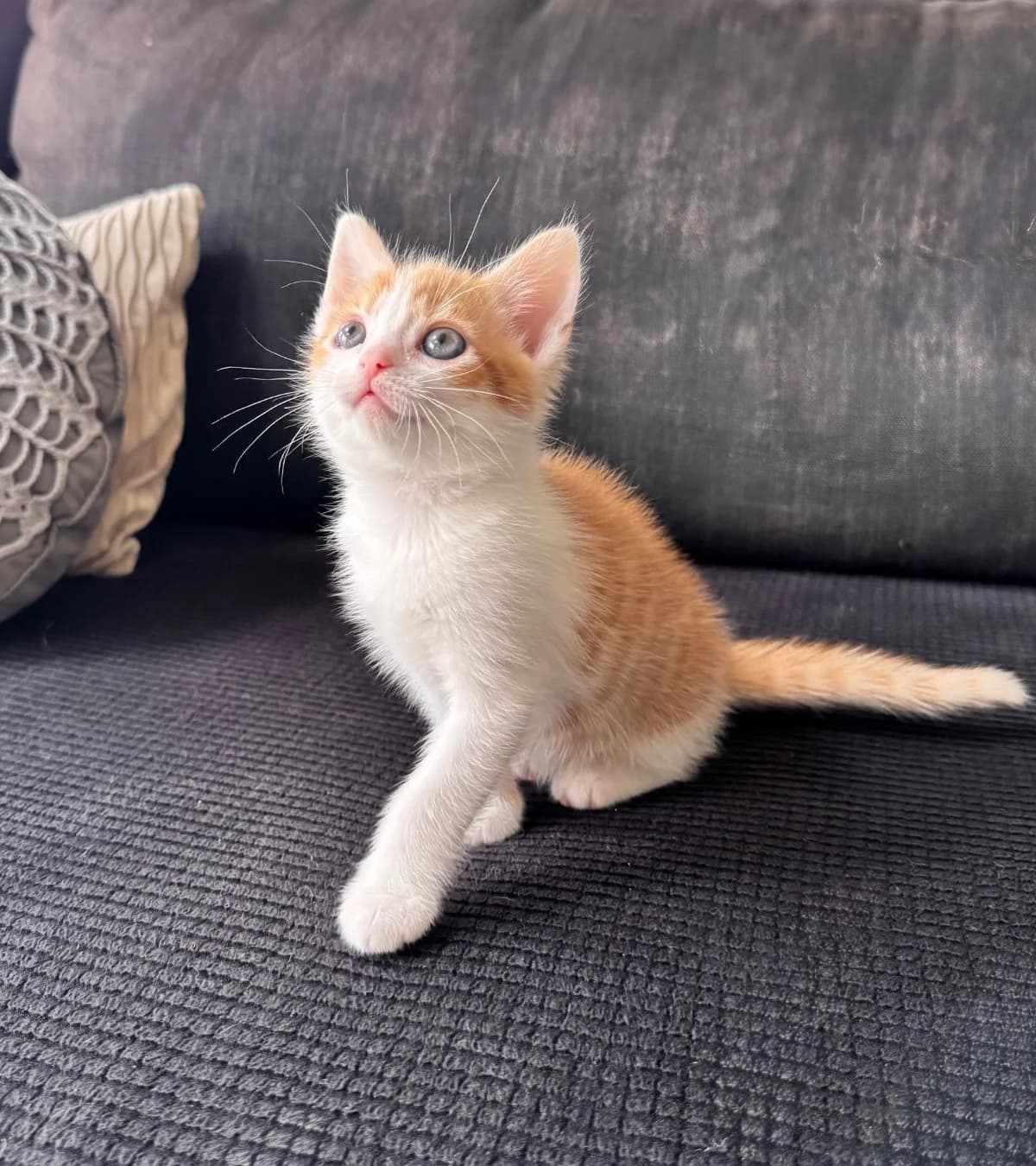 Marshmellow,  mixed breed for adoption at Hokazo, Uden