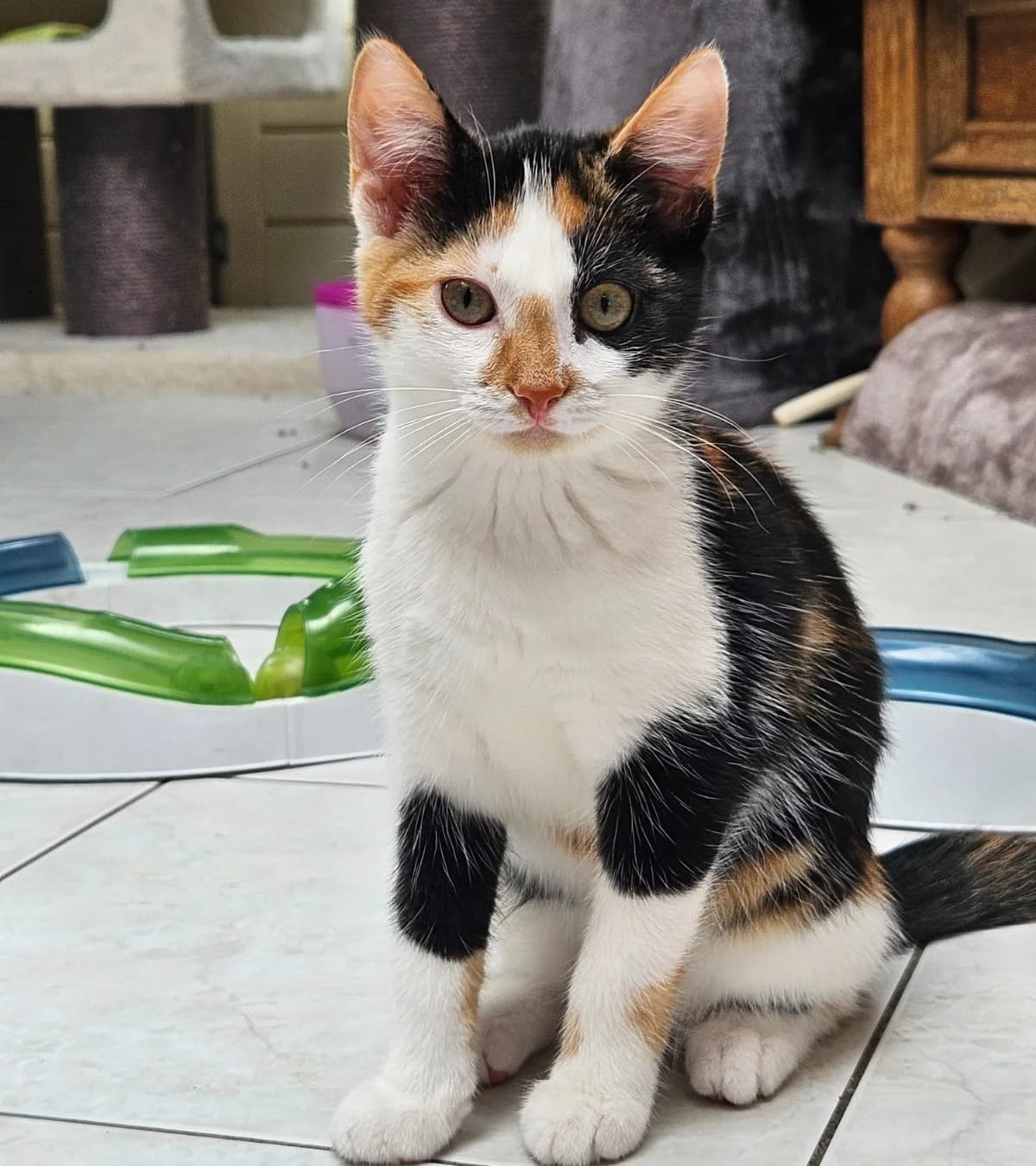 Maru,  mixed breed for adoption at Hokazo, Uden
